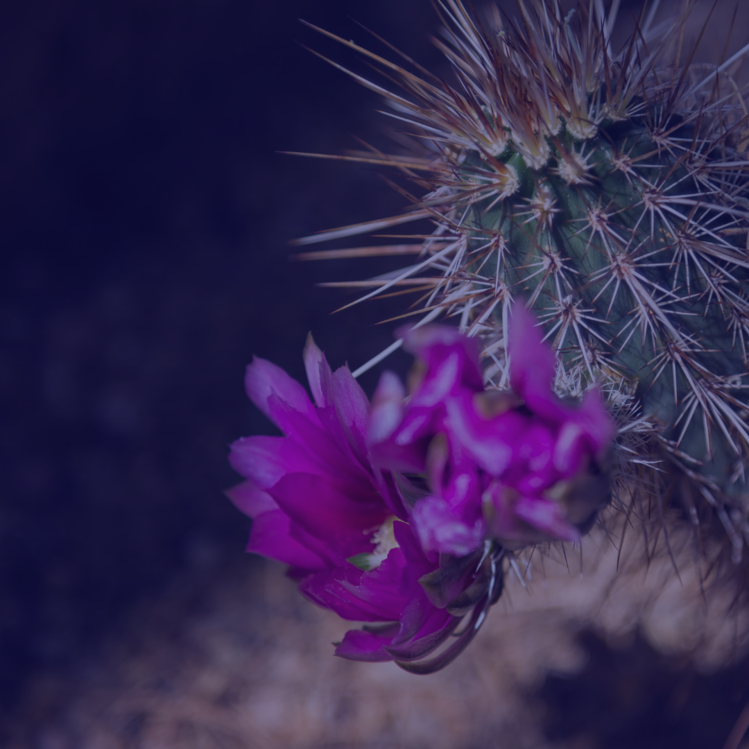 09: The Menopause Penalty