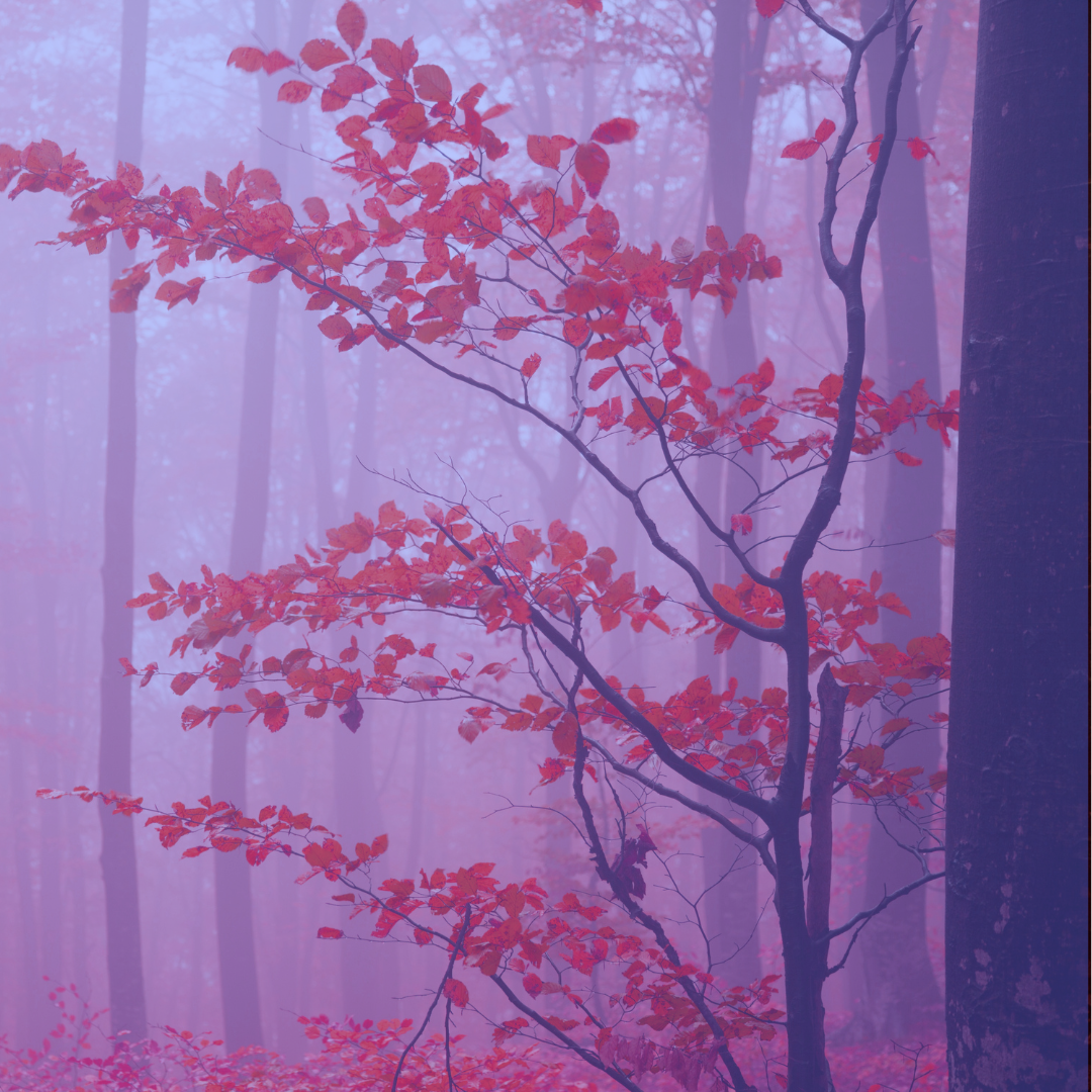 10: Myth-Busting Menopause Care with Dr. Naomi Busch