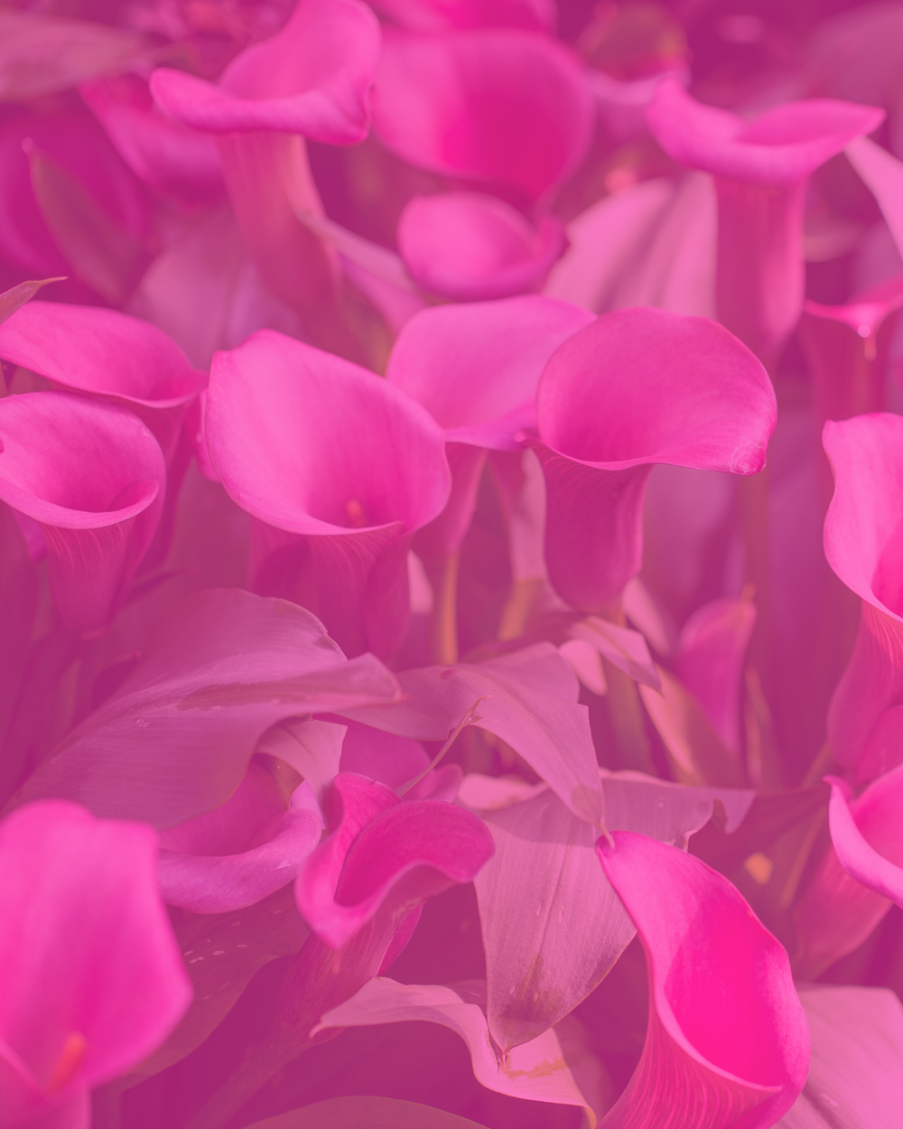 16: Prevention is Power with Dr. Lindsay Ogle