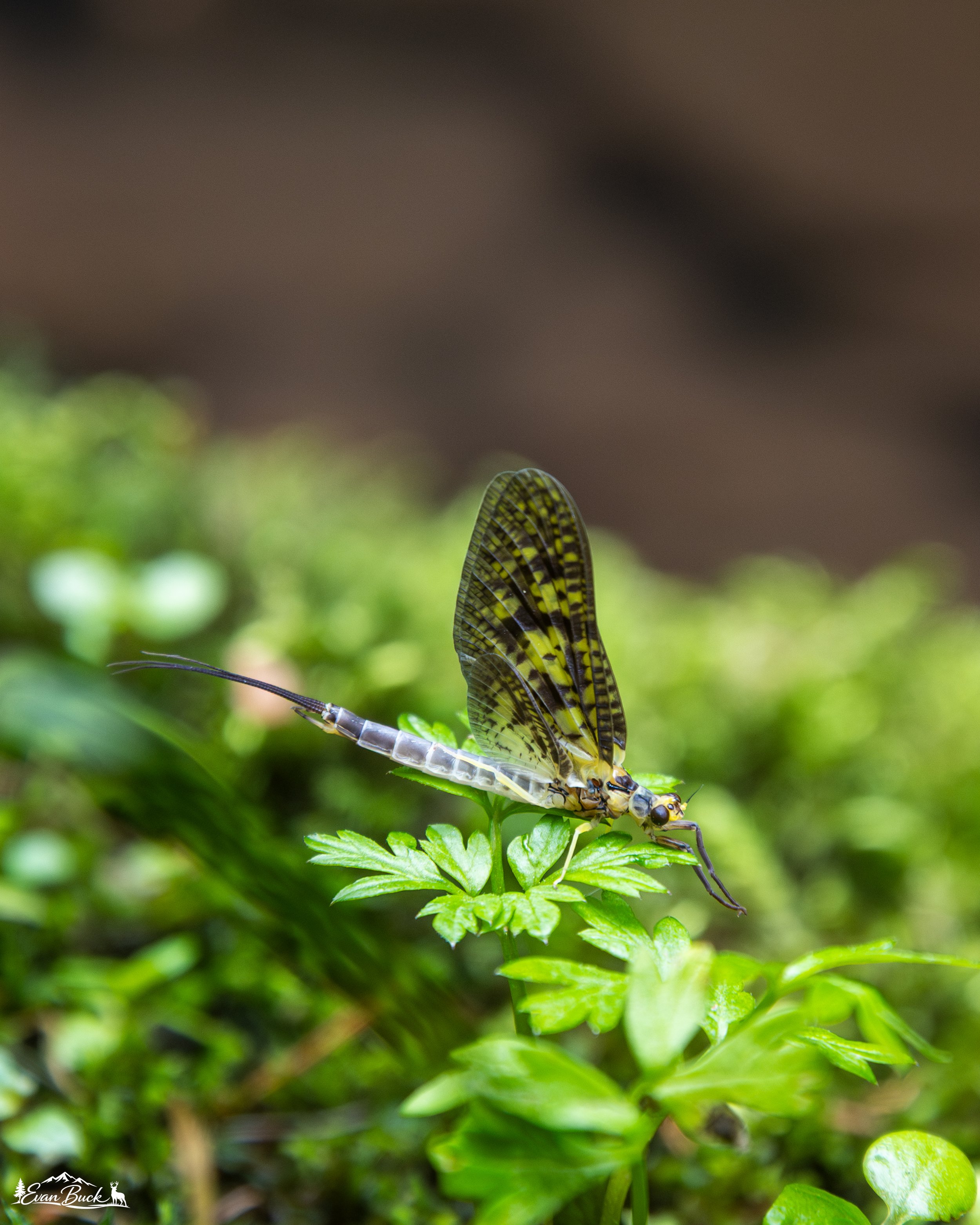 Close-up of a green drake mayfly perched on a green plant with intricate black and yellow patterned wings and a slender body.