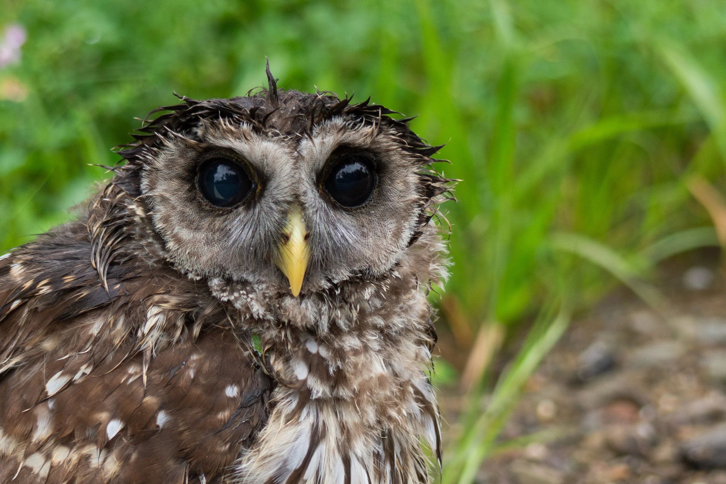 Close-up of a wet owl with large black eyes and a yellow beak, standing outdoors with green grass in the background.