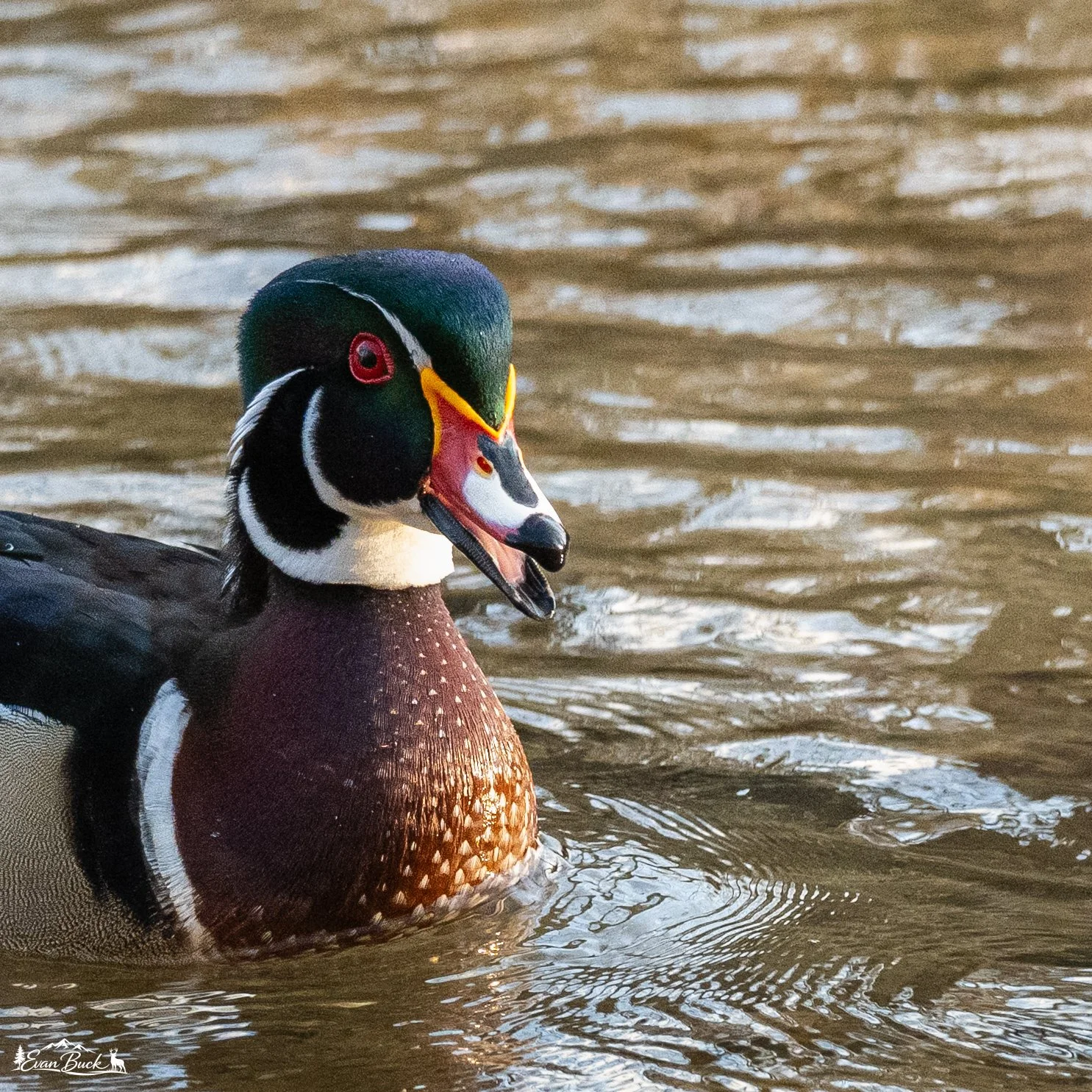 A colorful male wood duck swimming in a body of water, showing vibrant iridescent green, purple, and brown feathers, with distinctive red eyes and a multicolored beak.