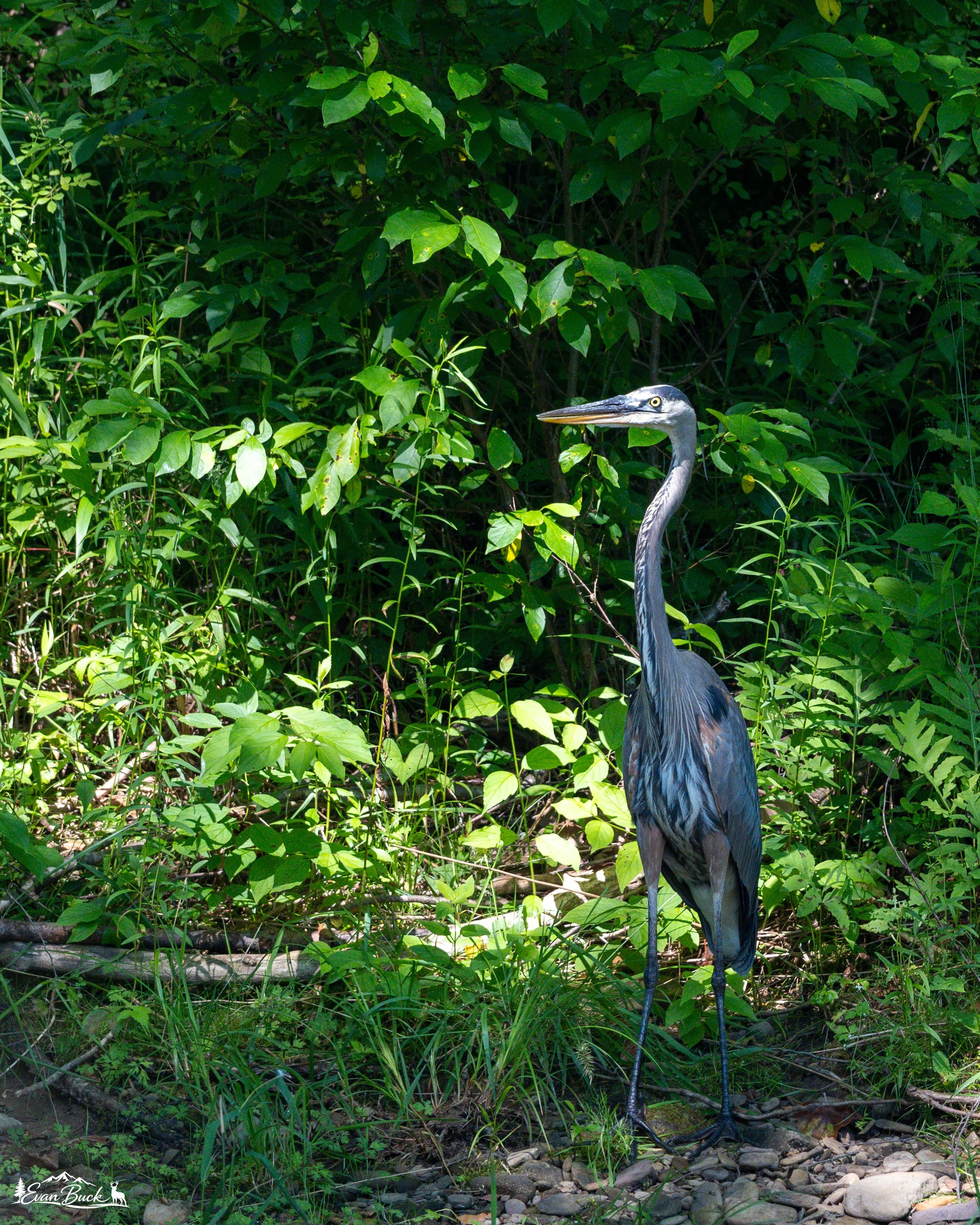 A heron stands on a rocky ground amid lush green bushes and grass in a natural environment.