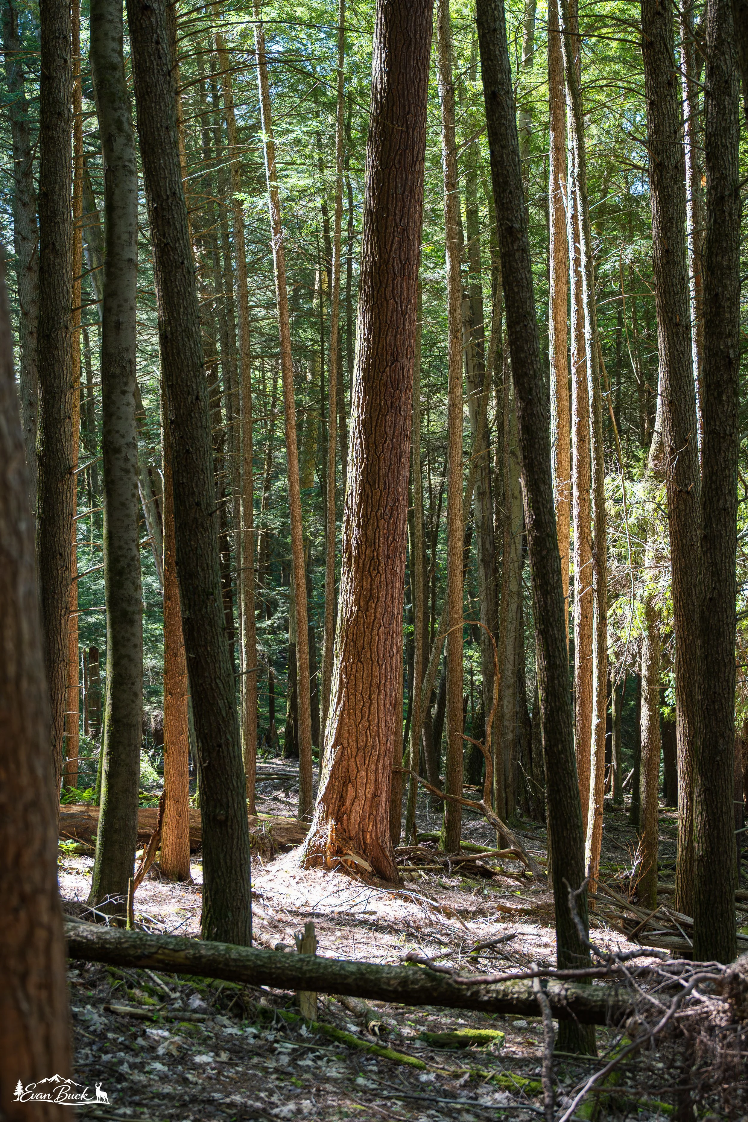 A dense forest with tall, straight trees and little undergrowth. Sunlight filters through the green foliage, illuminating the forest floor covered with leaves, small plants, and fallen branches.