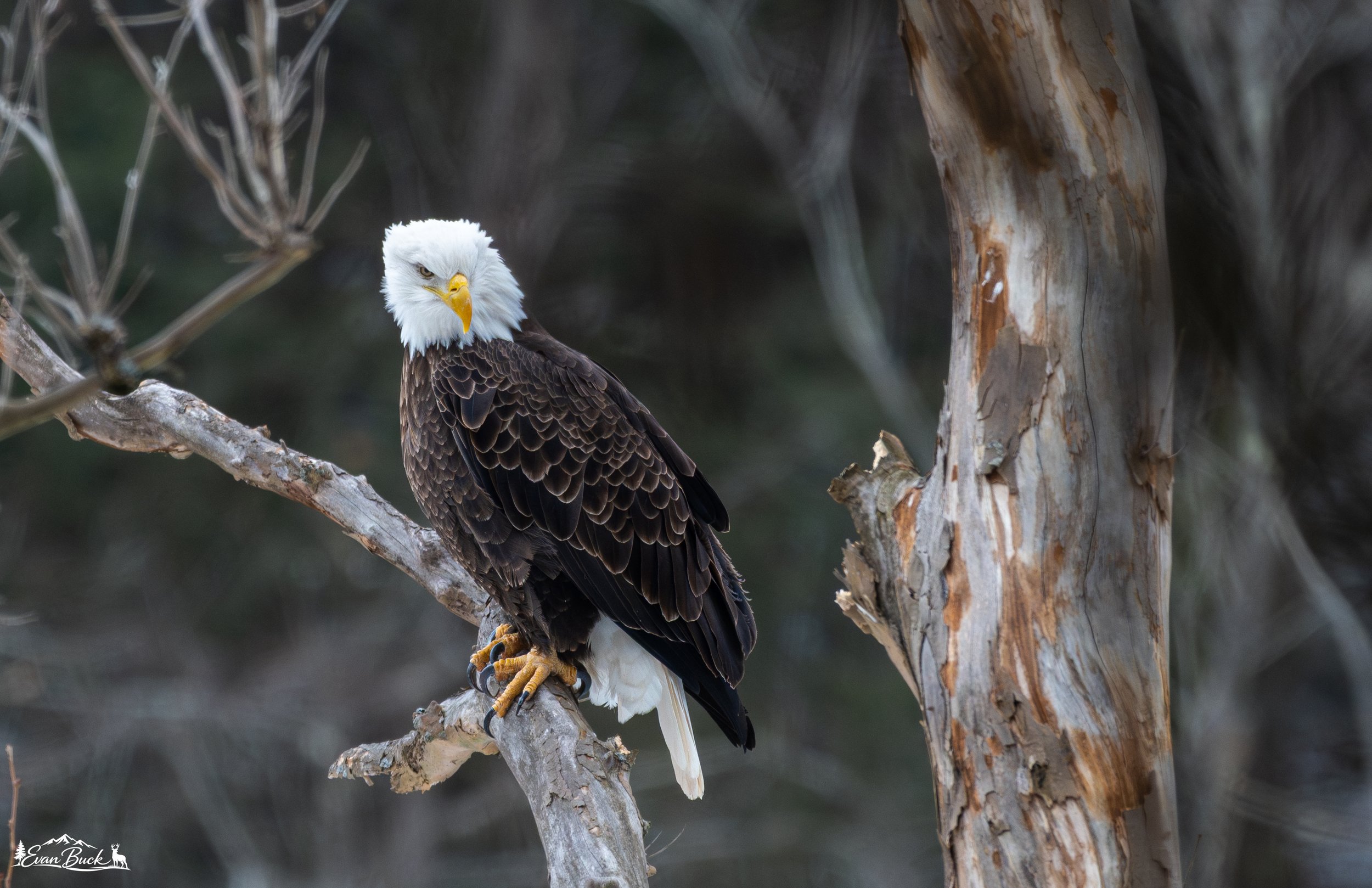 A bald eagle with a white head and yellow beak perched on a tree branch.