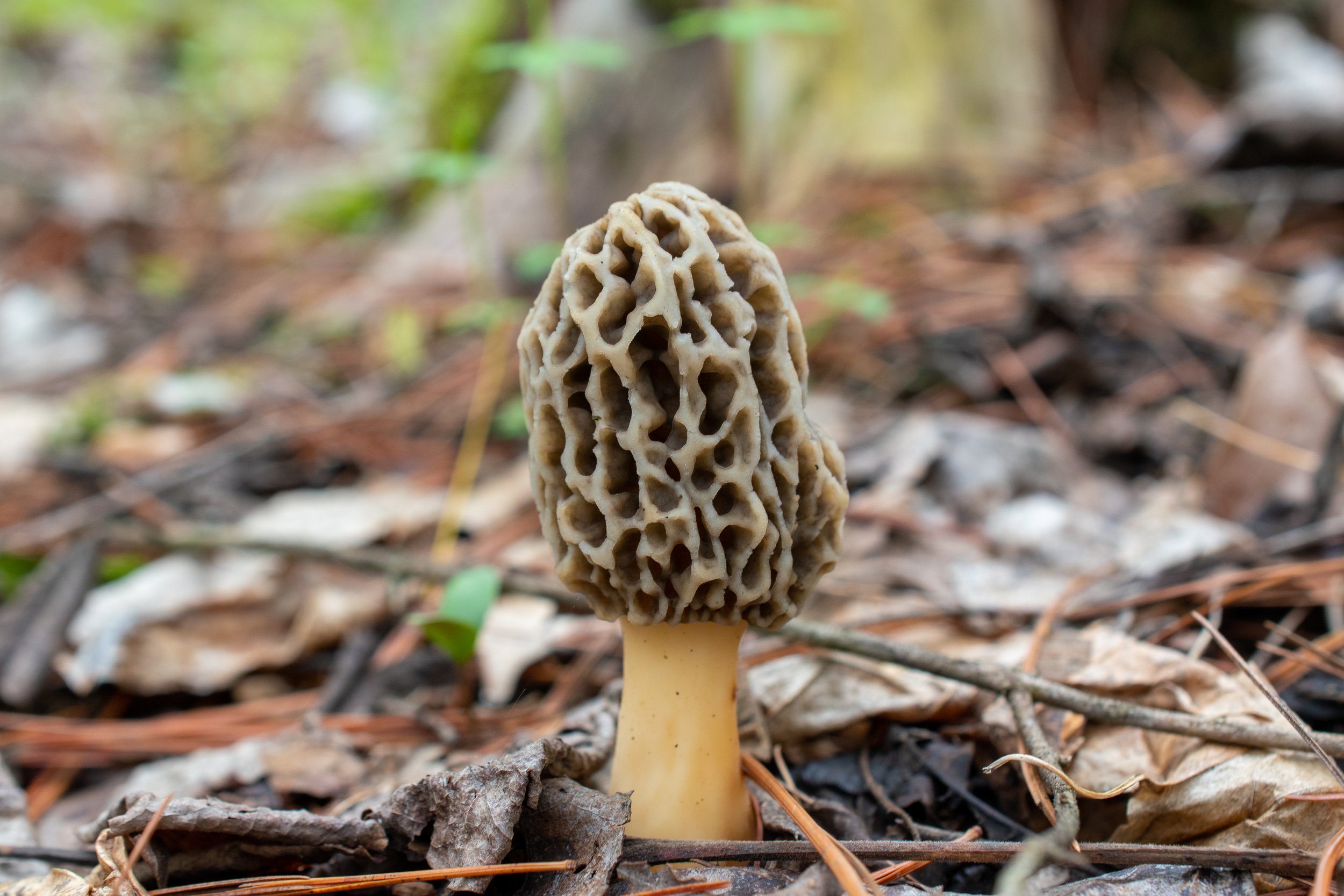 A morel mushroom growing among dry leaves and twigs on the forest floor