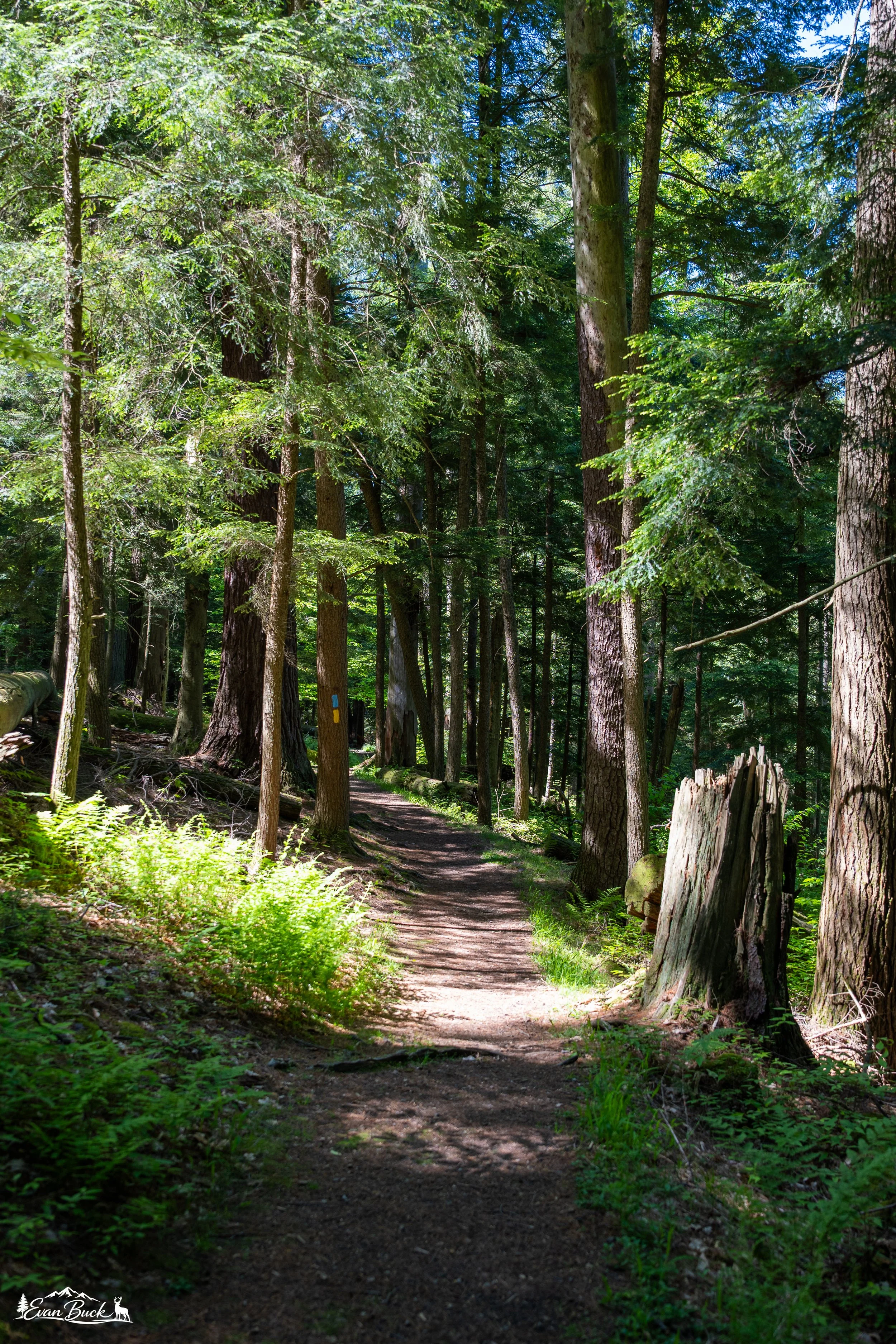 A dirt forest trail running through a dense green forest with tall trees and sunlight filtering through the leaves.