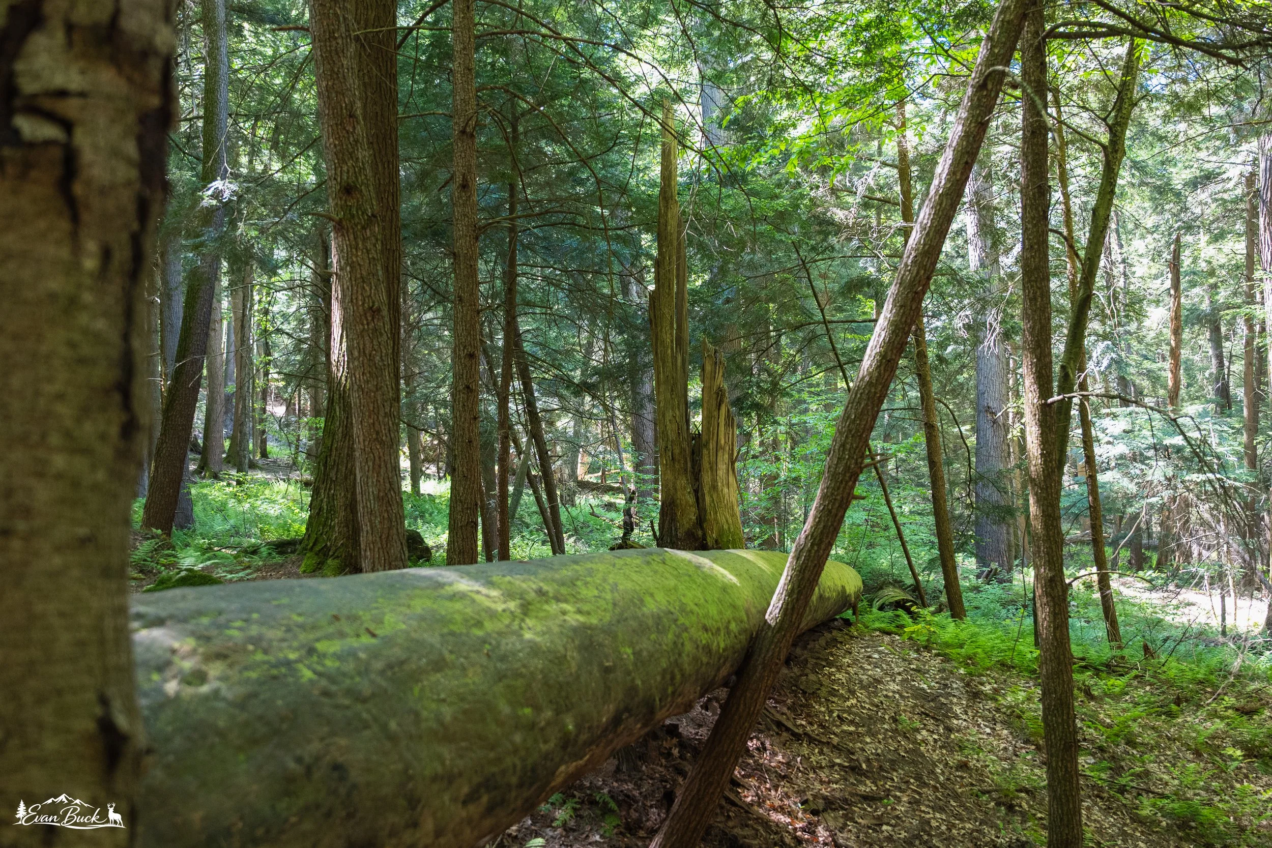 A dense forest with tall trees, green leaves, and a fallen tree covered in moss in the foreground.