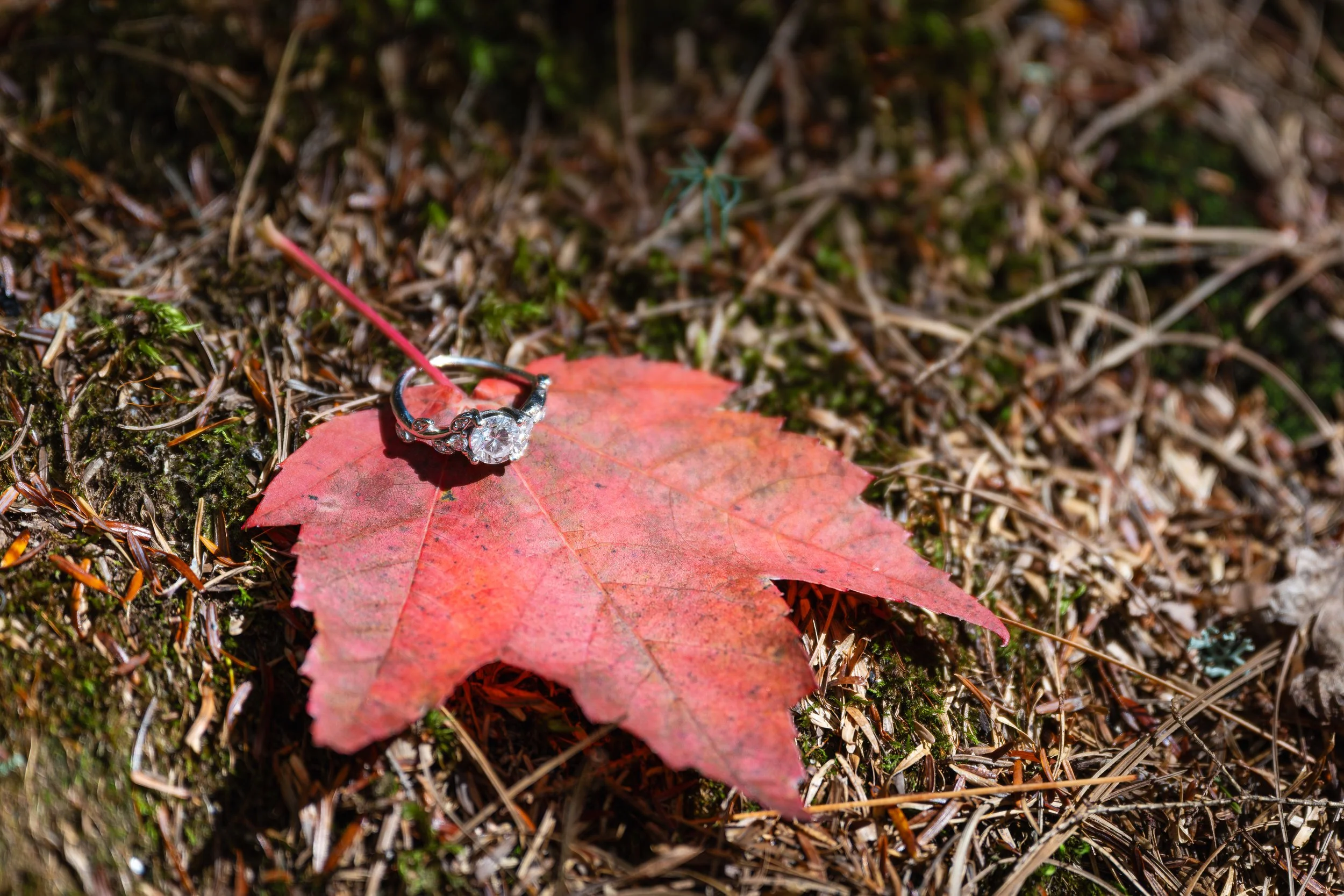 A red leaf with a diamond engagement ring on it, lying on a patch of moss and twigs on the ground.