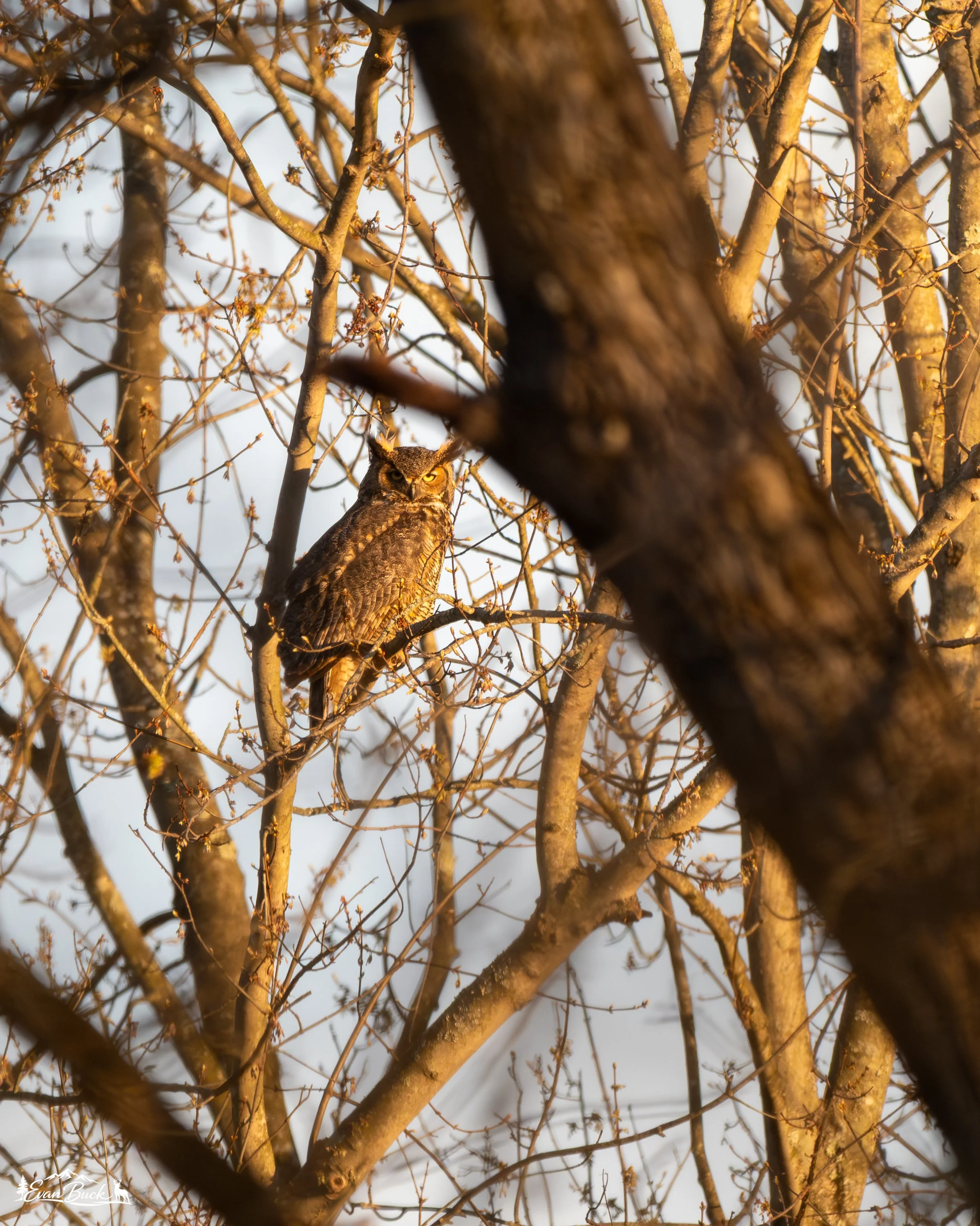 An owl perched on a tree branch among bare winter branches, with sunlight illuminating the scene.