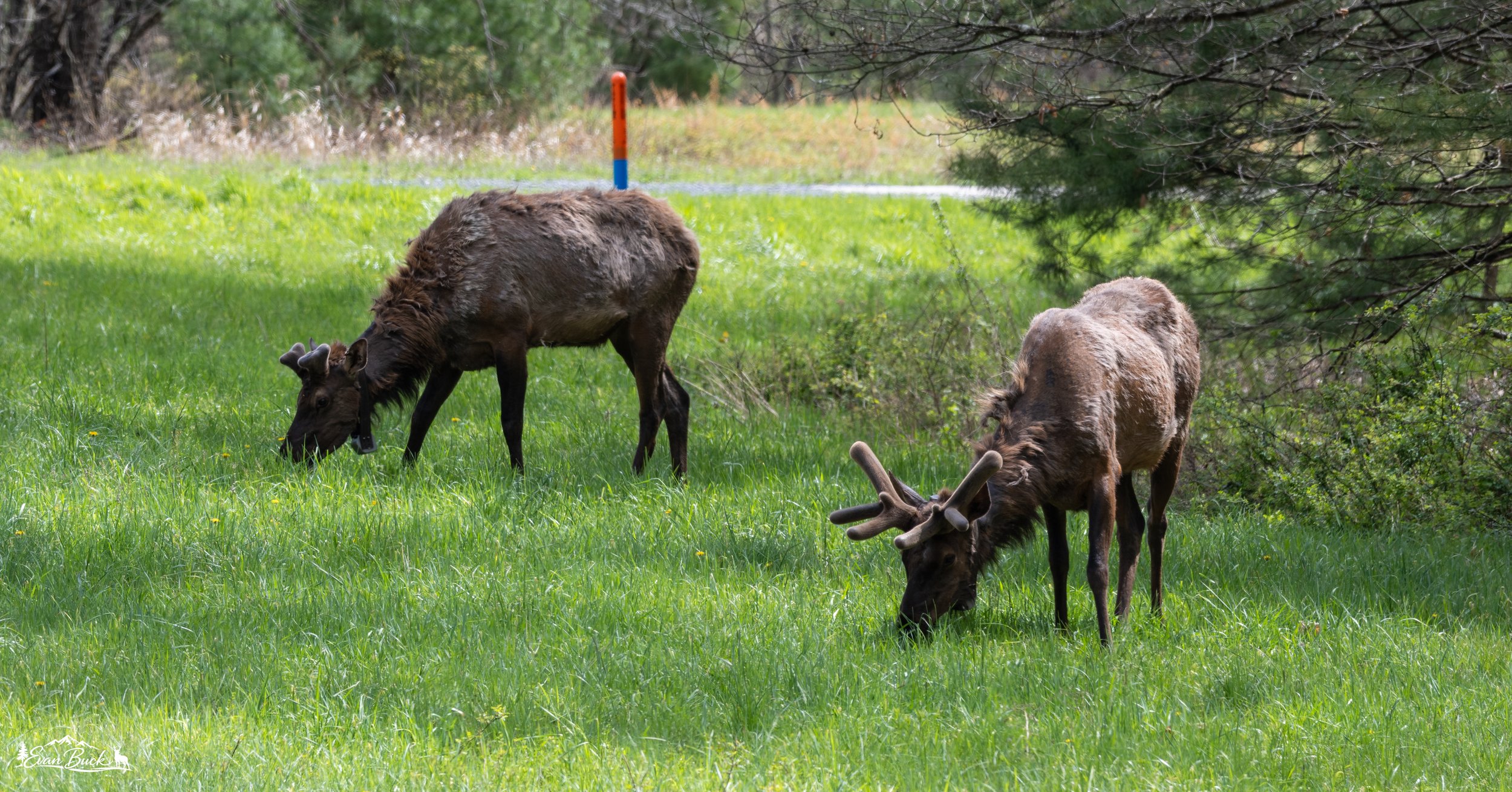Elk grazing in a grassy area under trees with green foliage.