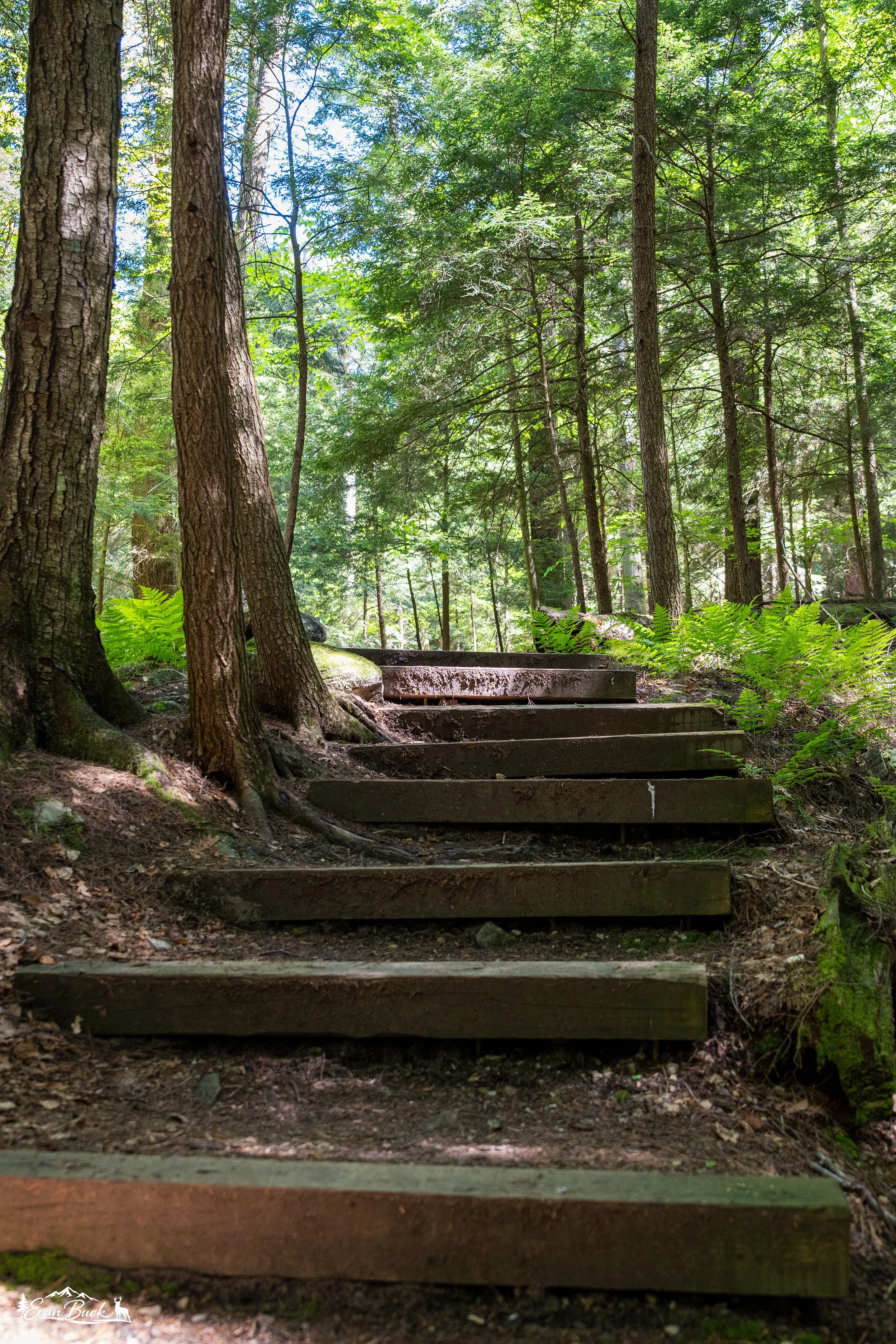 Forest with tall trees and lush green foliage, wooden steps leading up and trees in the background.