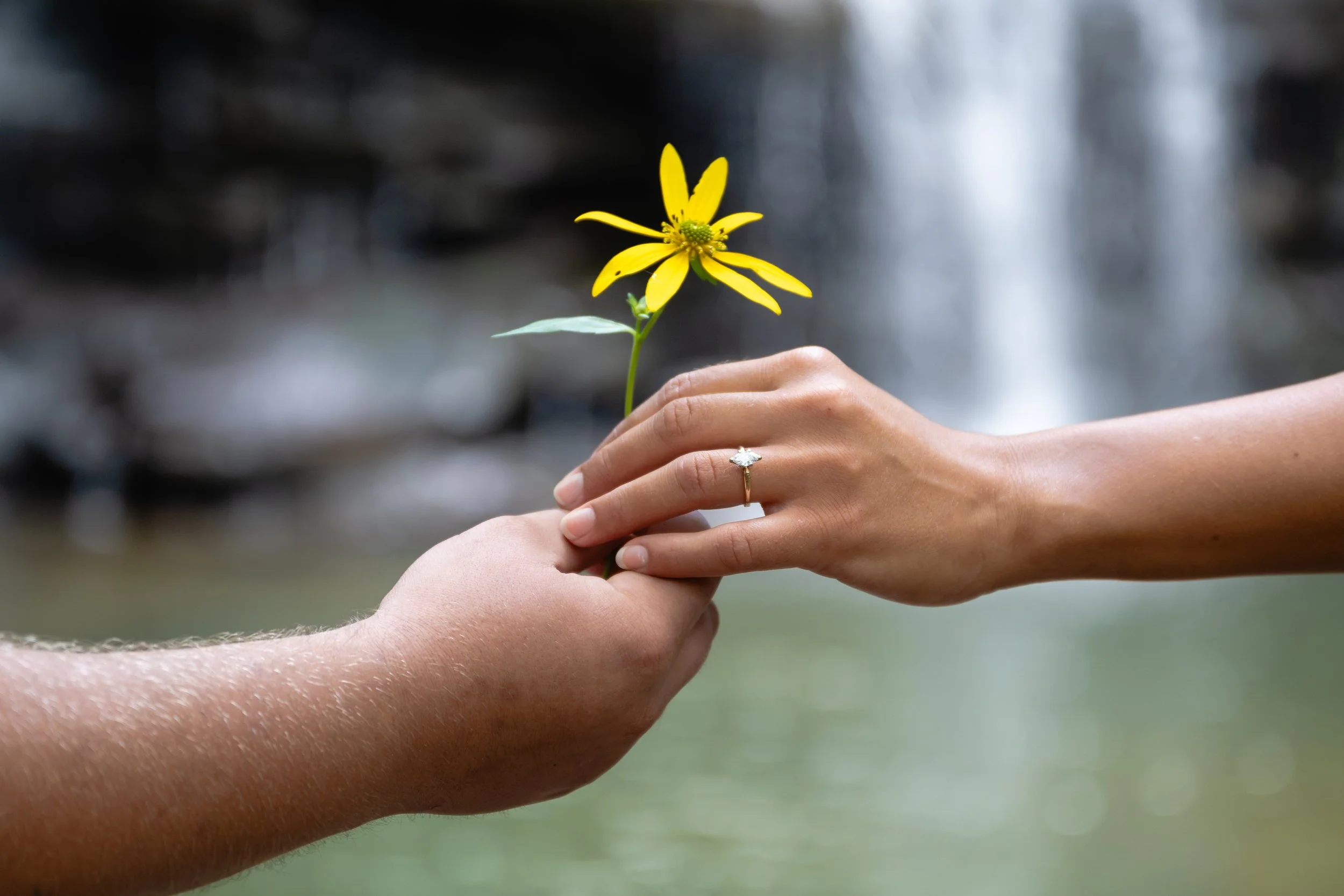 Two hands, one with a ring, are exchanging a small yellow flower with a green center.