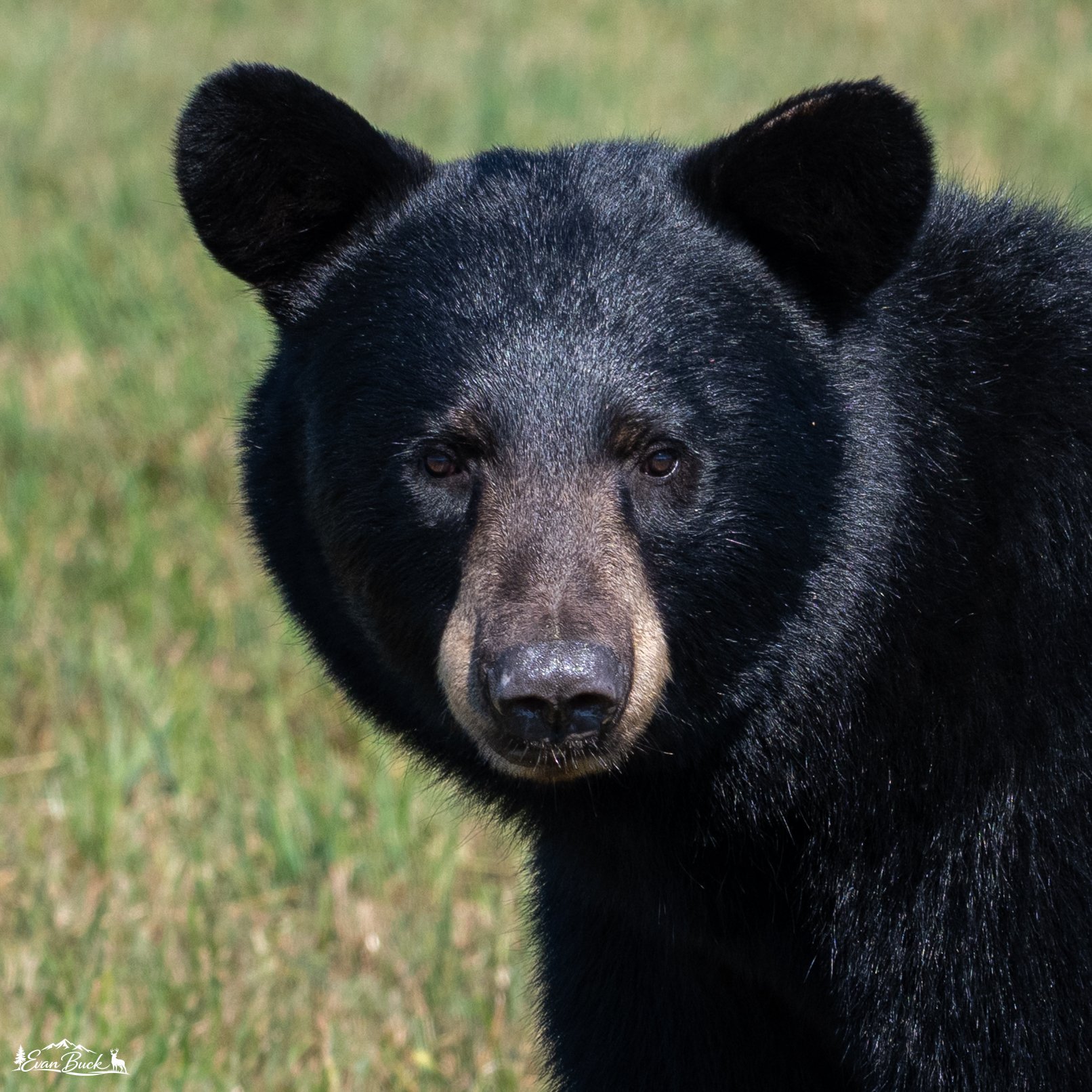 Close-up of a black bear with a grassy background.