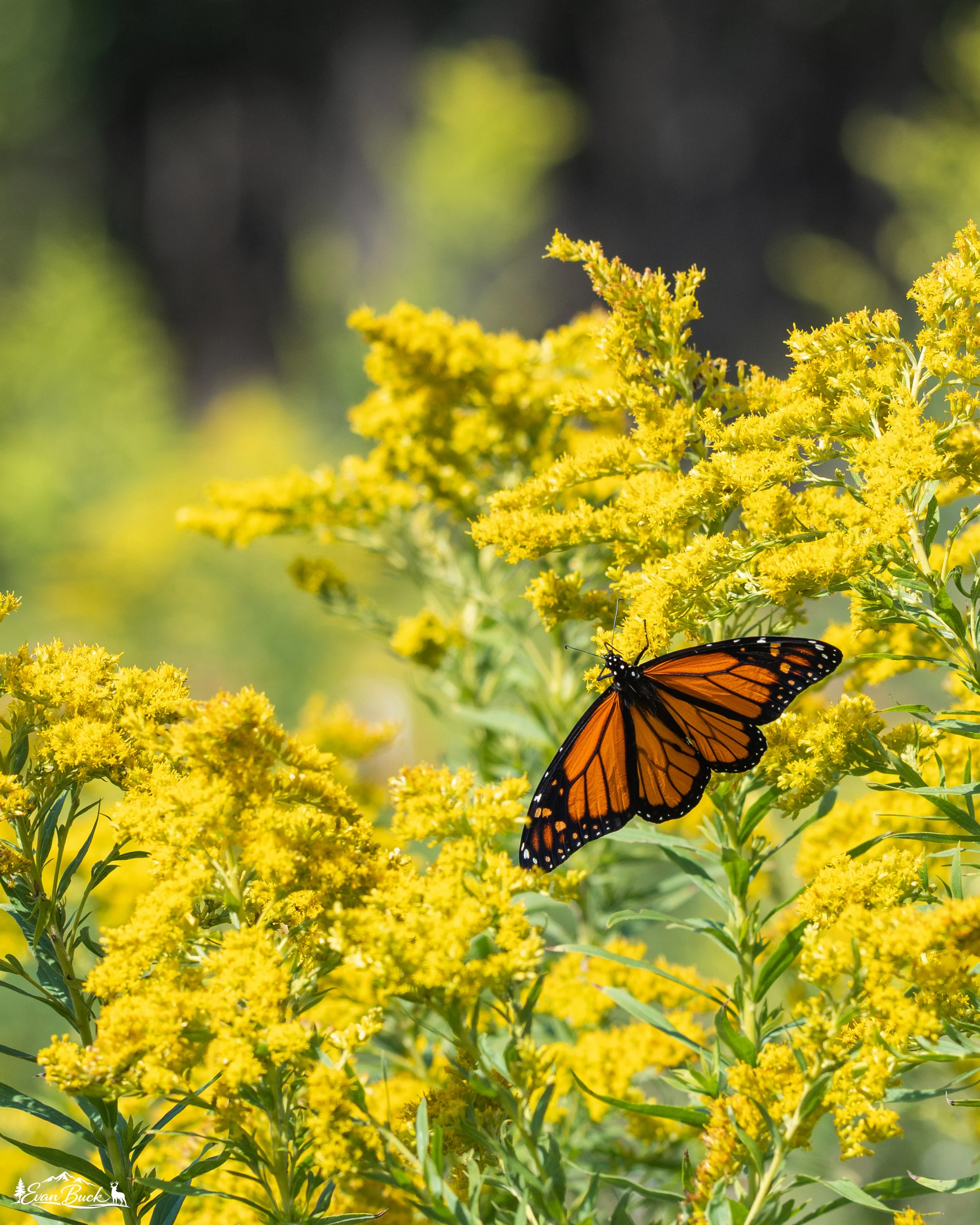 A monarch butterfly perched on yellow flowers in a sunlit outdoor setting.