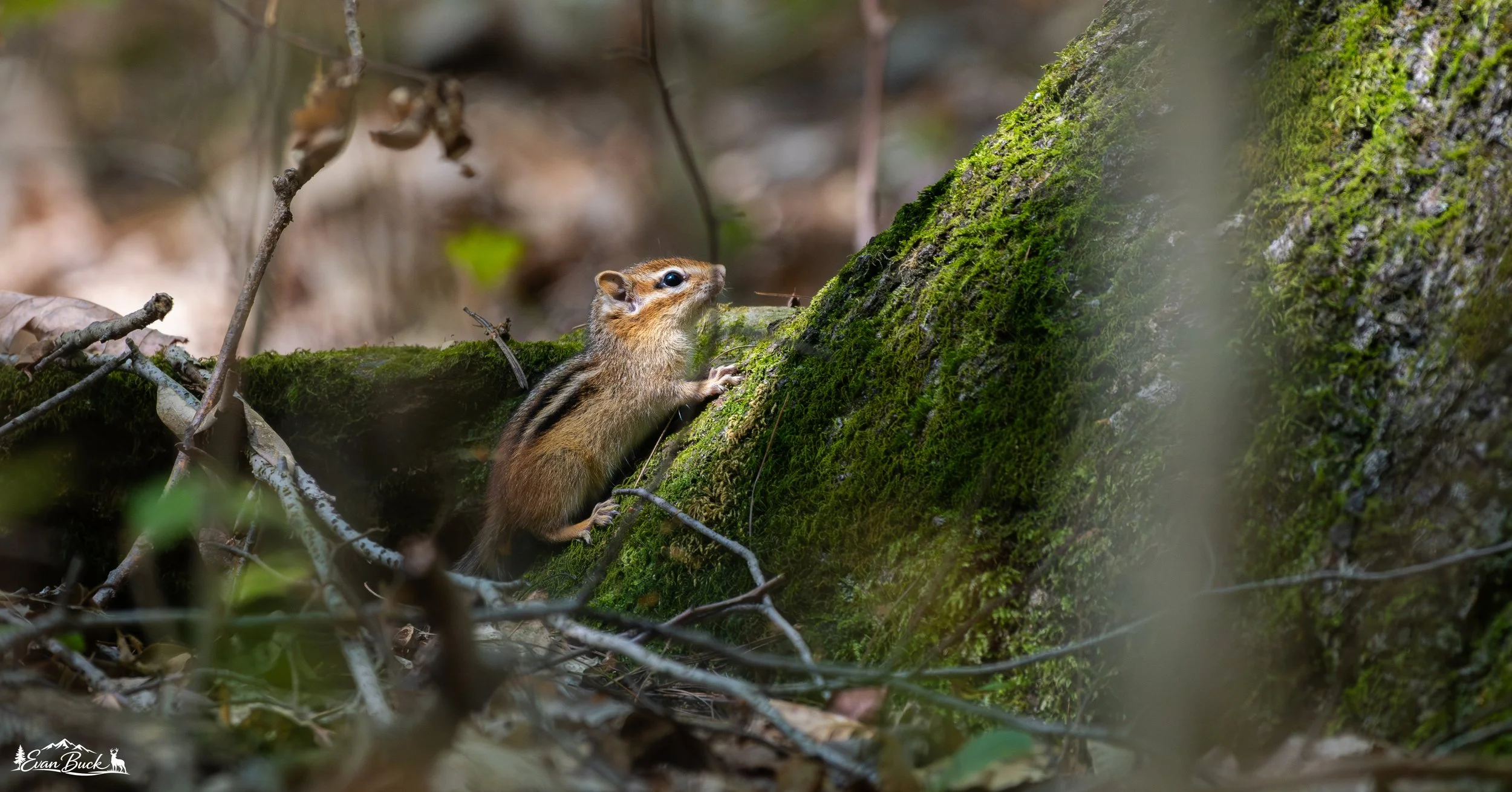 A small chipmunk climbing a moss-covered log in a forest with fallen leaves and twigs around.