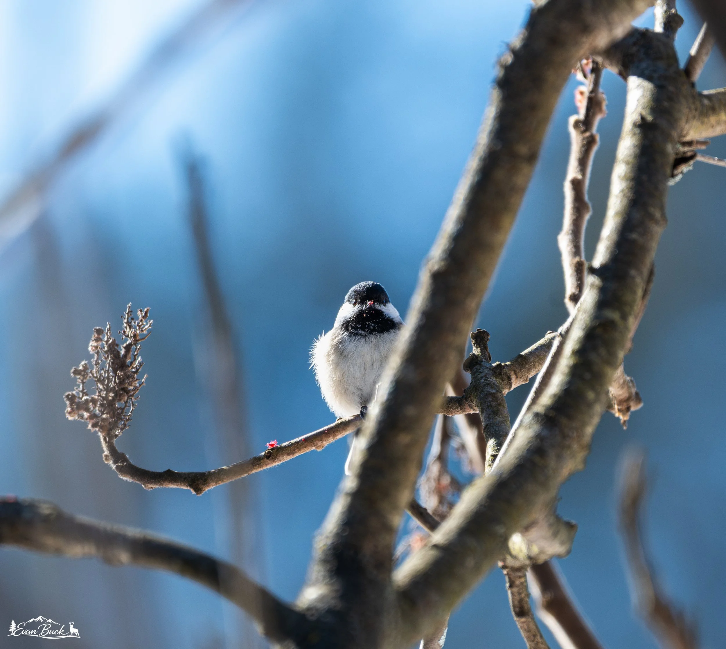 Small bird perched on a tree branch with blurry branches in the foreground and background, against a blue sky.