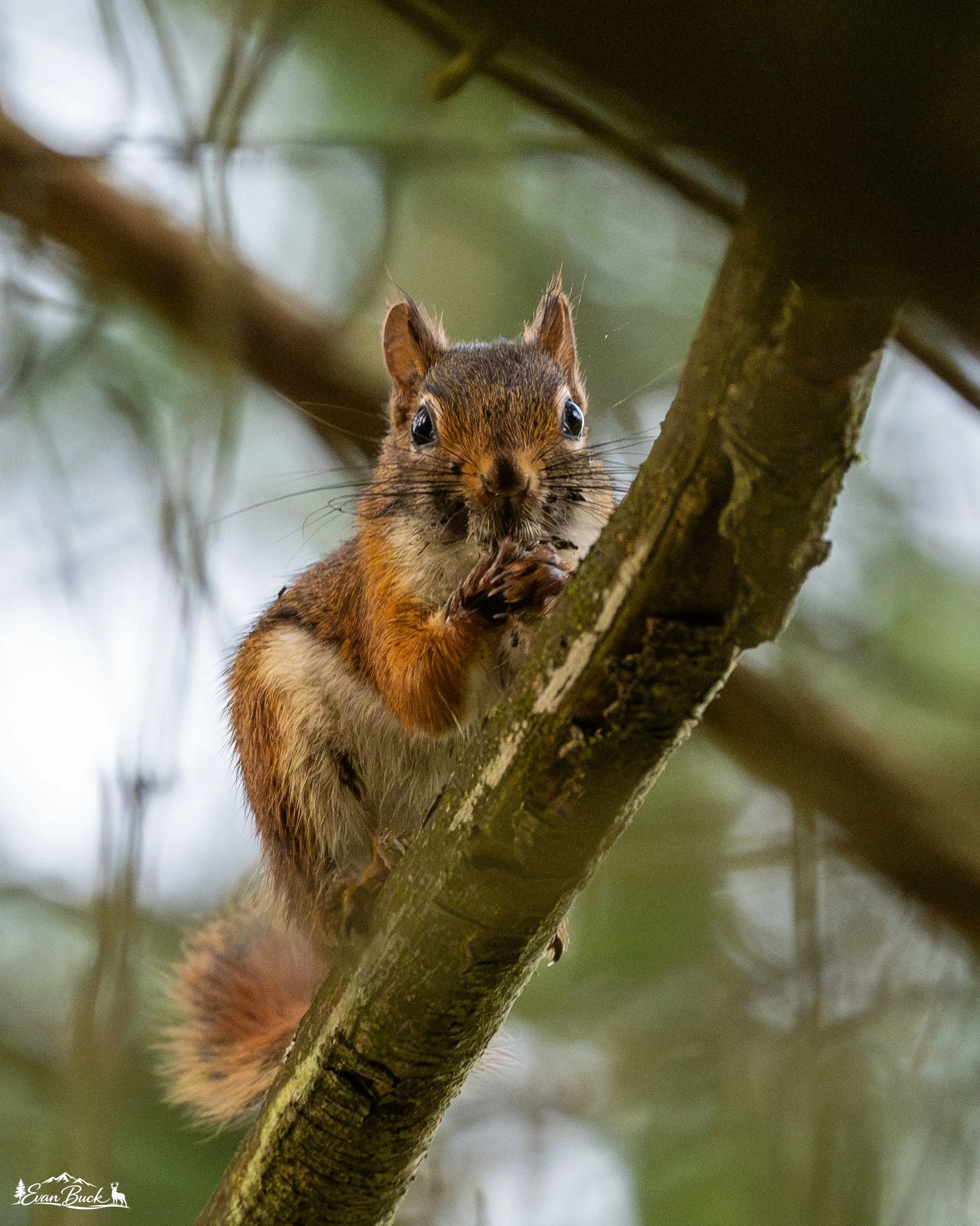 Close-up of a squirrel clinging to a tree branch, holding food in its paws, with a blurred green and gray background