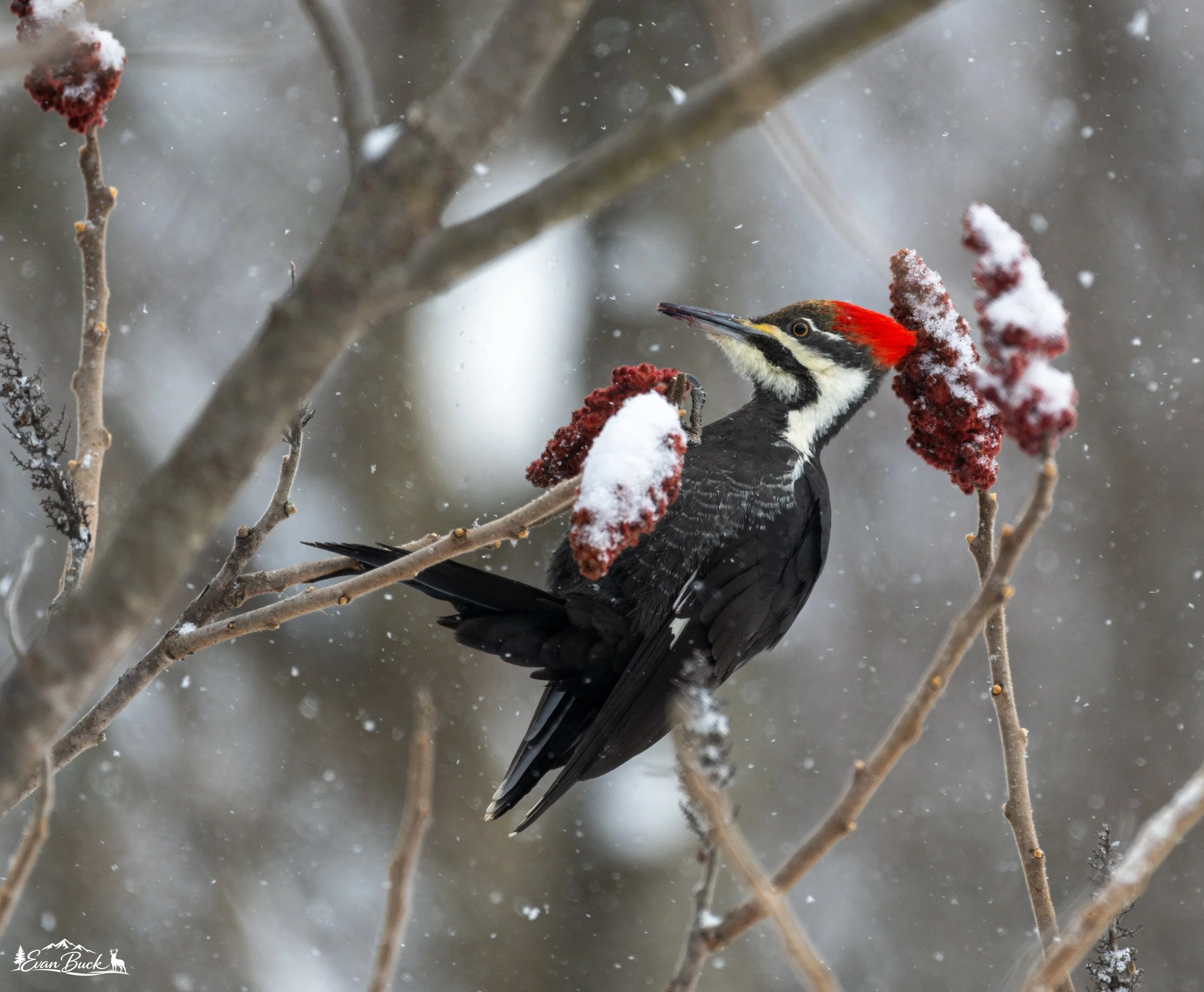 A woodpecker perched on a snow-covered branch among leafless branches in a snowy winter setting.
