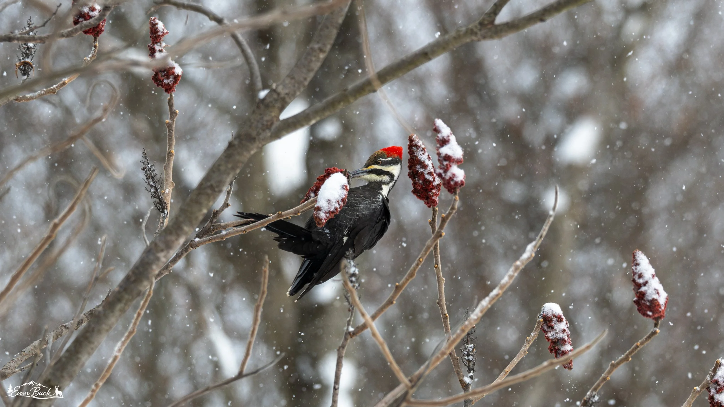 A woodpecker with a red head and black and white body perched on a snow-covered branch among red berry bushes during snowfall.
