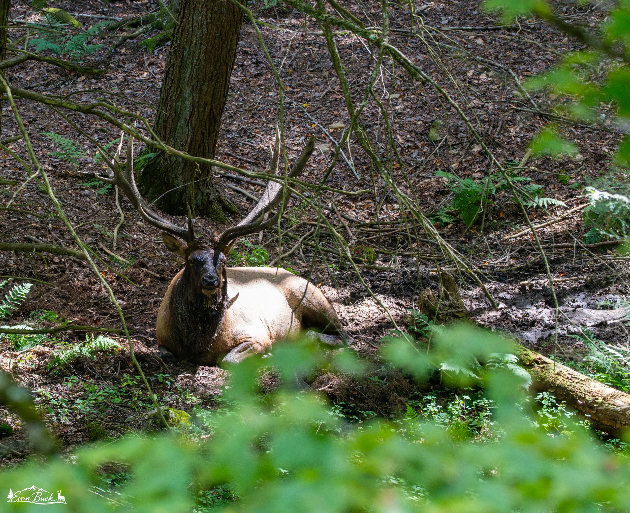 A majestic elk with large antlers lying on the forest floor surrounded by green foliage and trees.