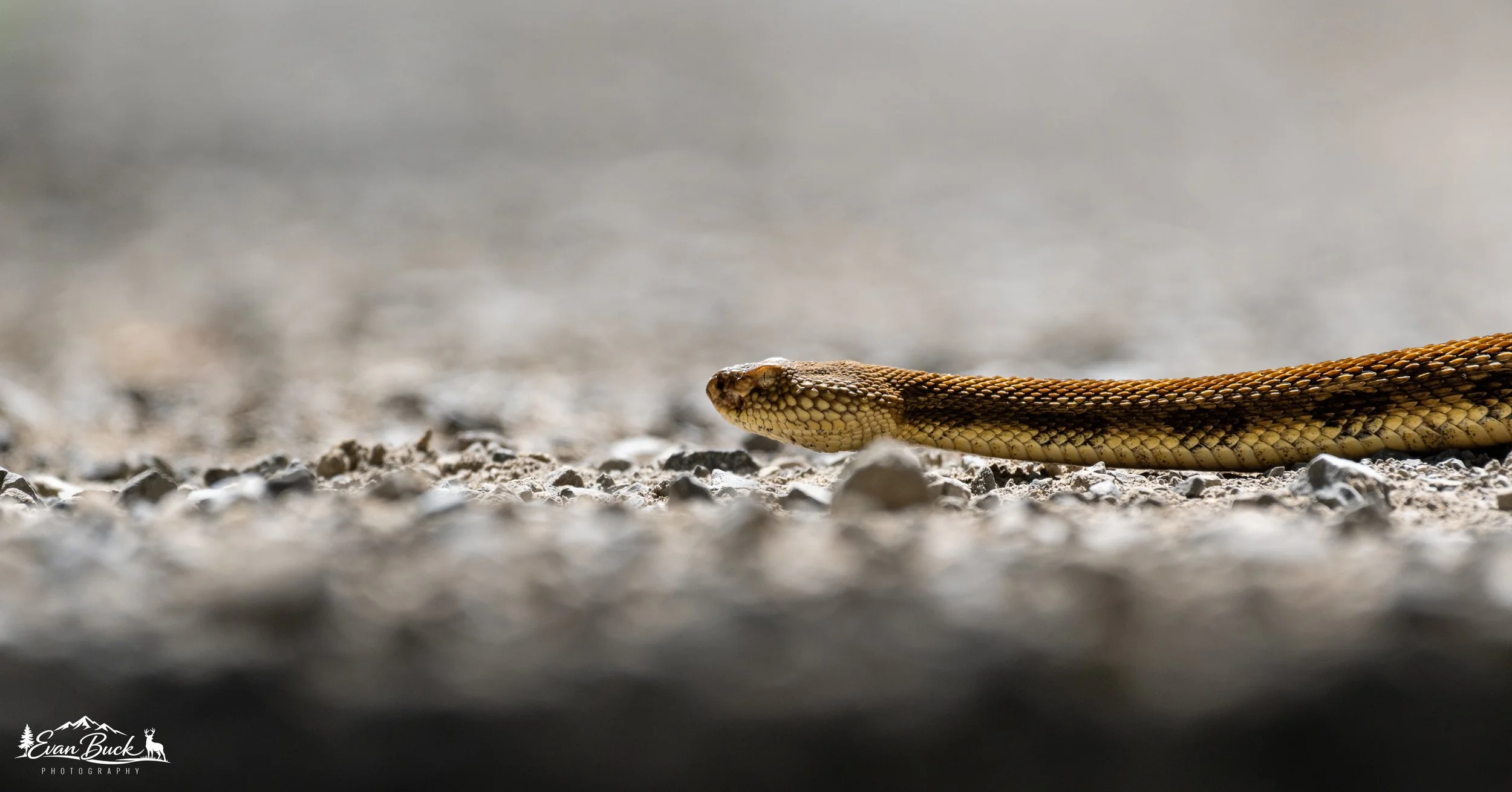 A close-up of a snake lying on rocky ground with a blurred background.