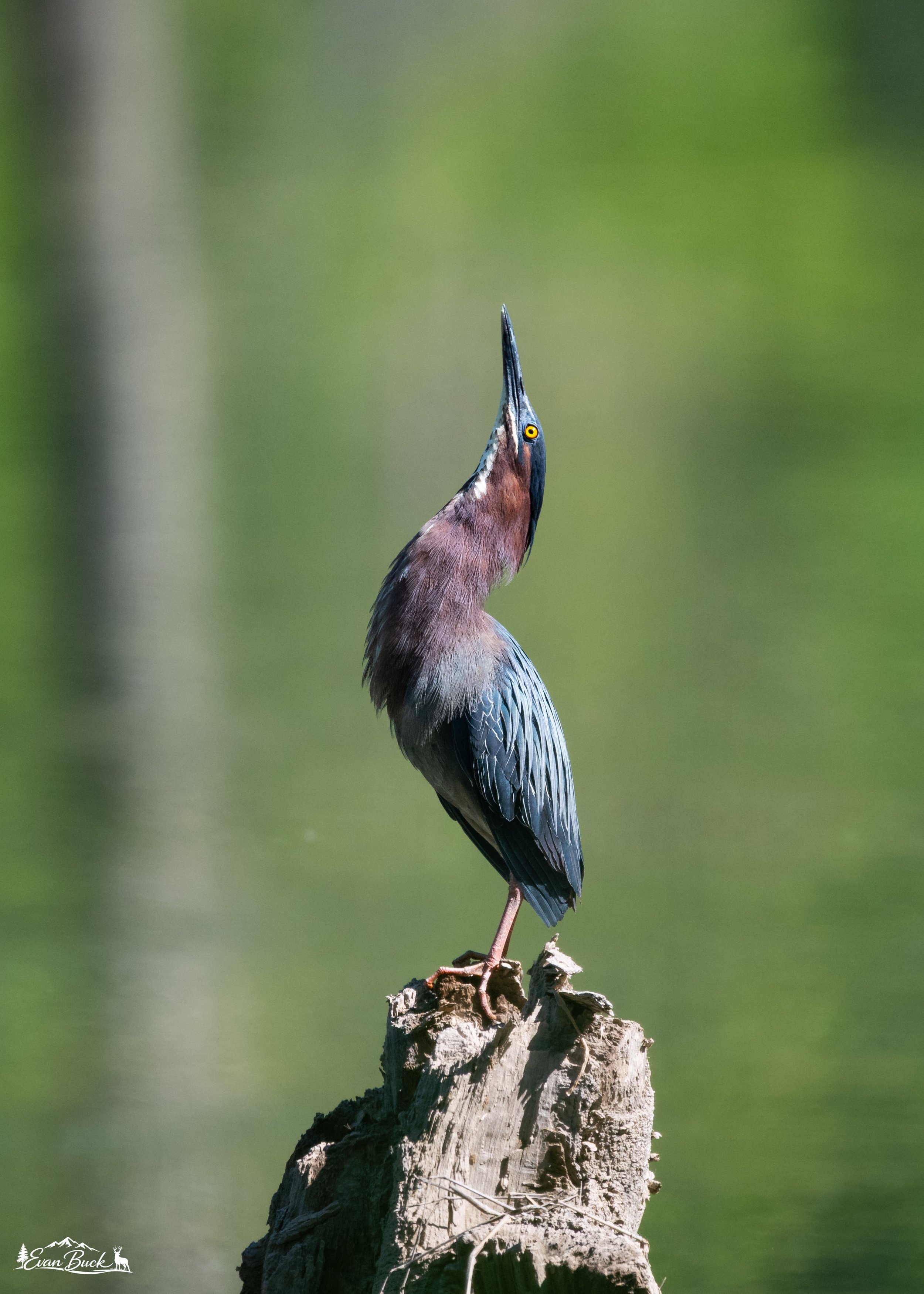 A green heron standing on a piece of wood sticking out of pine creek.