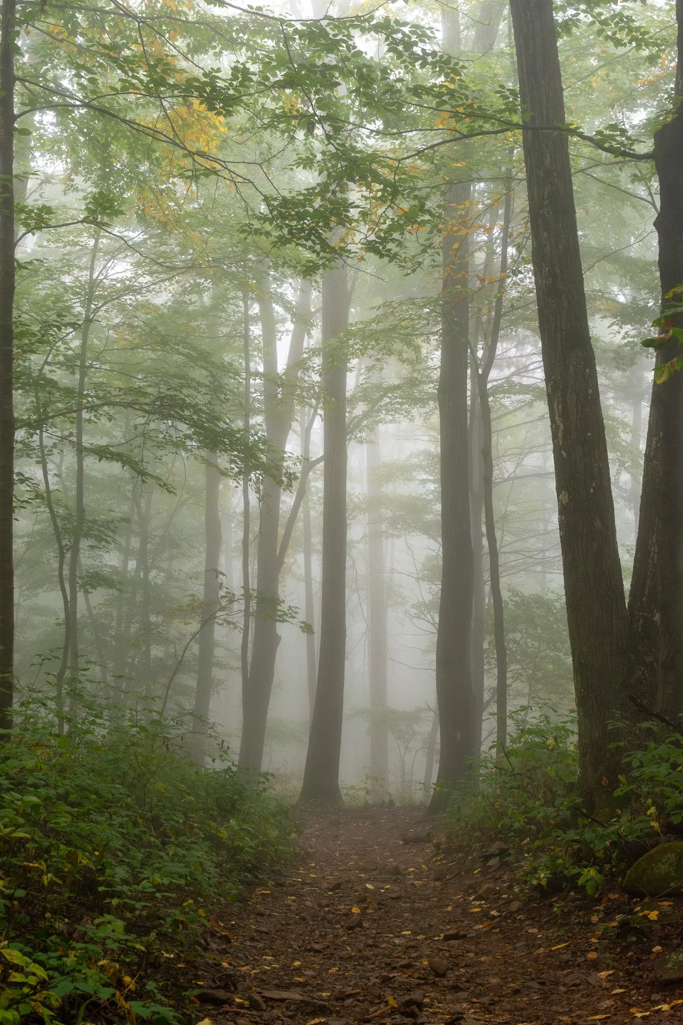 A foggy forest trail with tall trees and green foliage.