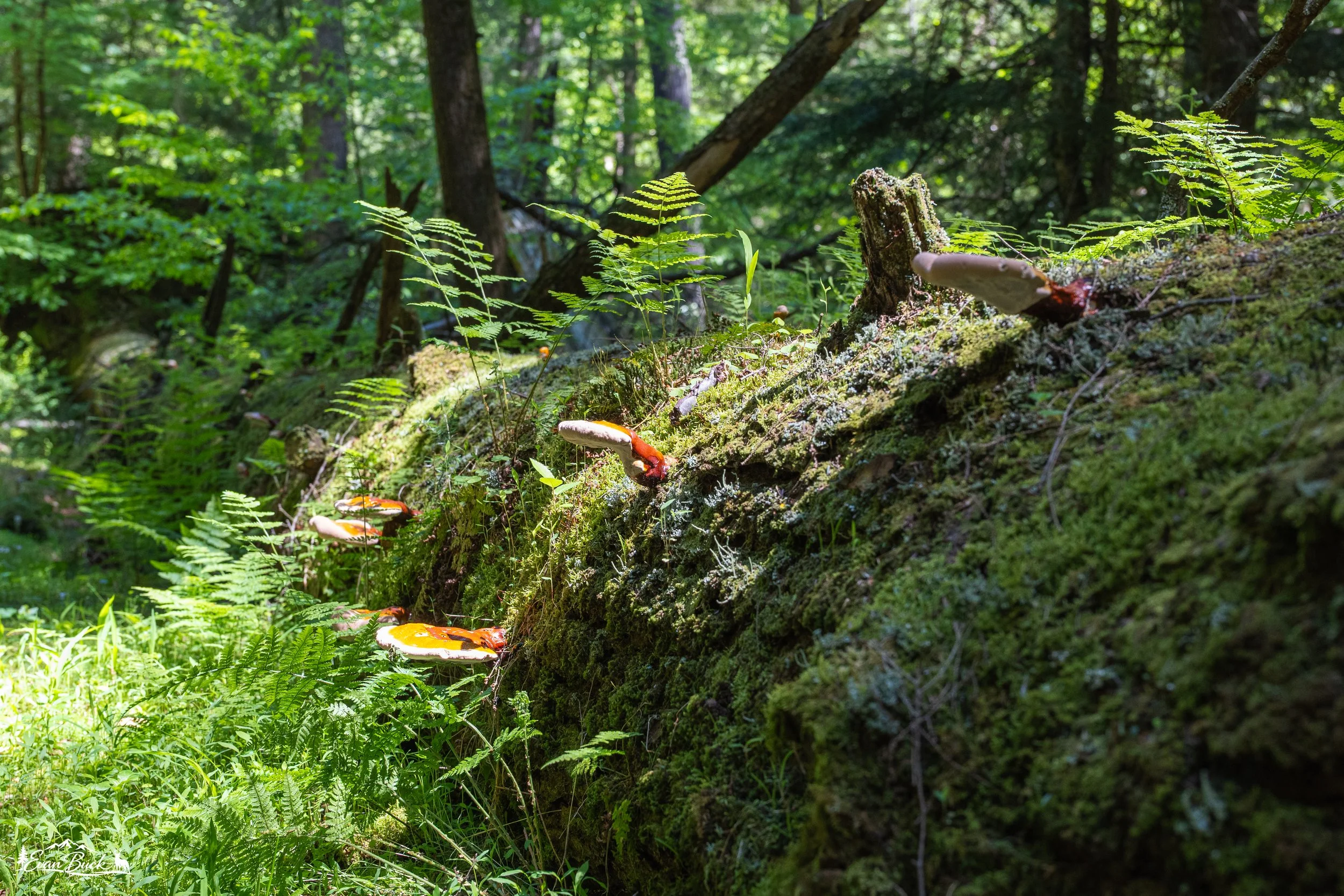 A lush green forest scene with a fallen tree covered in moss, small ferns, and orange mushrooms growing on it, with trees and sunlight filtering through the leaves in the background.