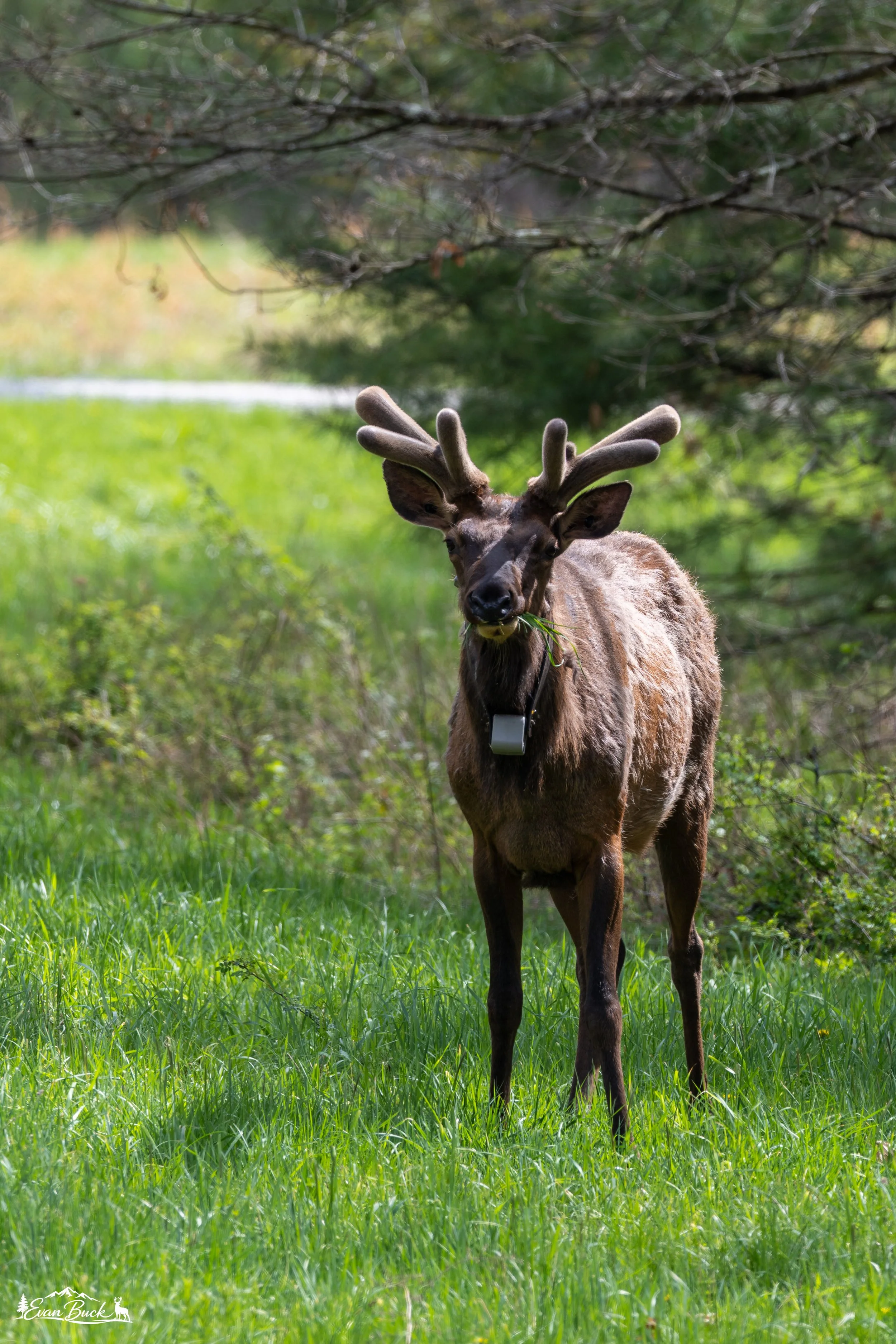 Young elk with small antlers standing in a grassy clearing surrounded by trees.