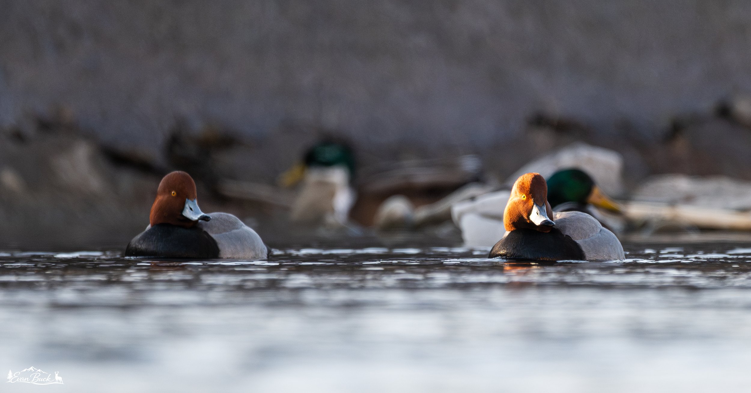 A group of ducks swimming in the water, including two prominent male redhead ducks in the foreground, and two blurred mallard ducks in the background.