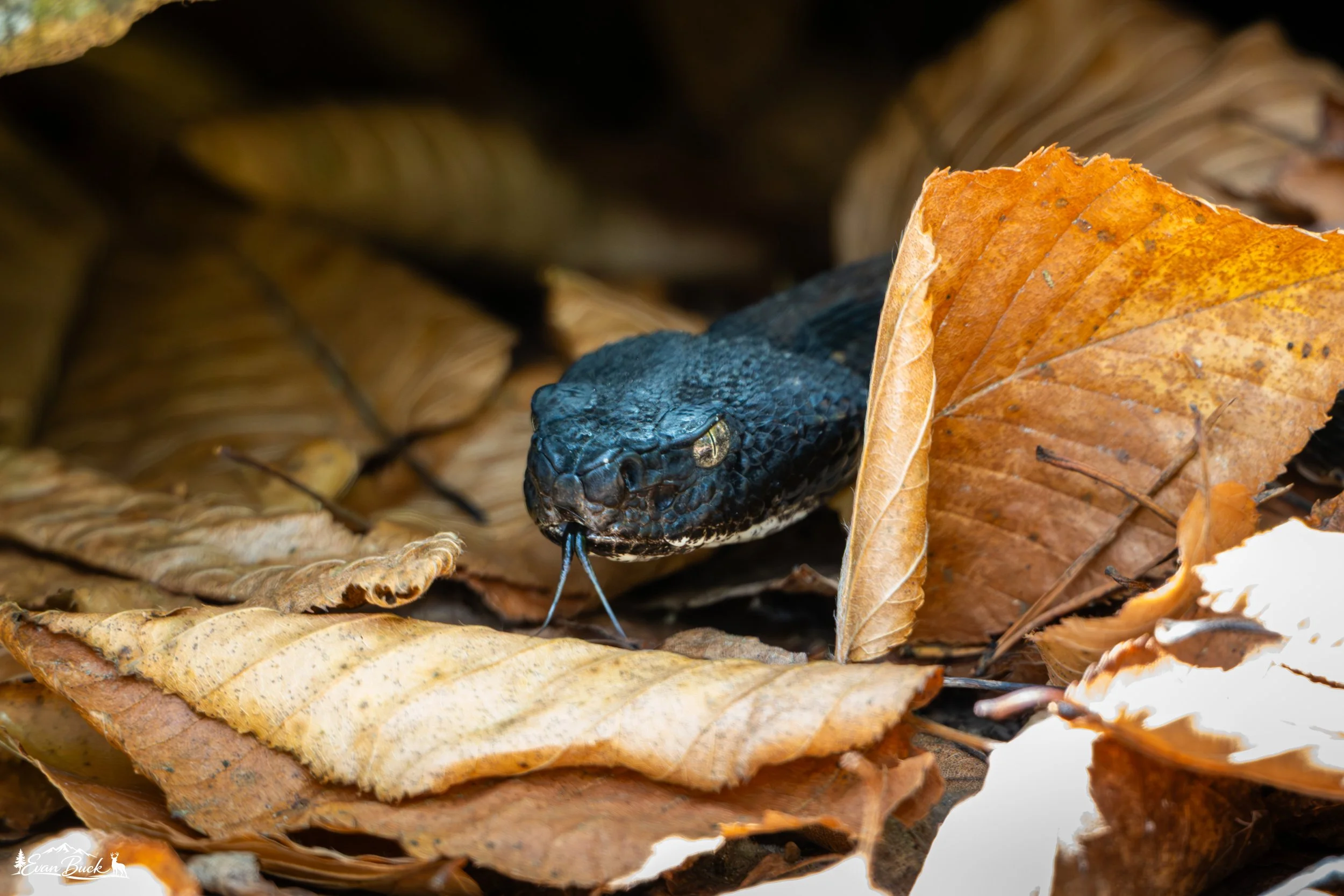 A rattlesnake with yellow eyes emerging from a pile of brown, dried leaves on the ground.