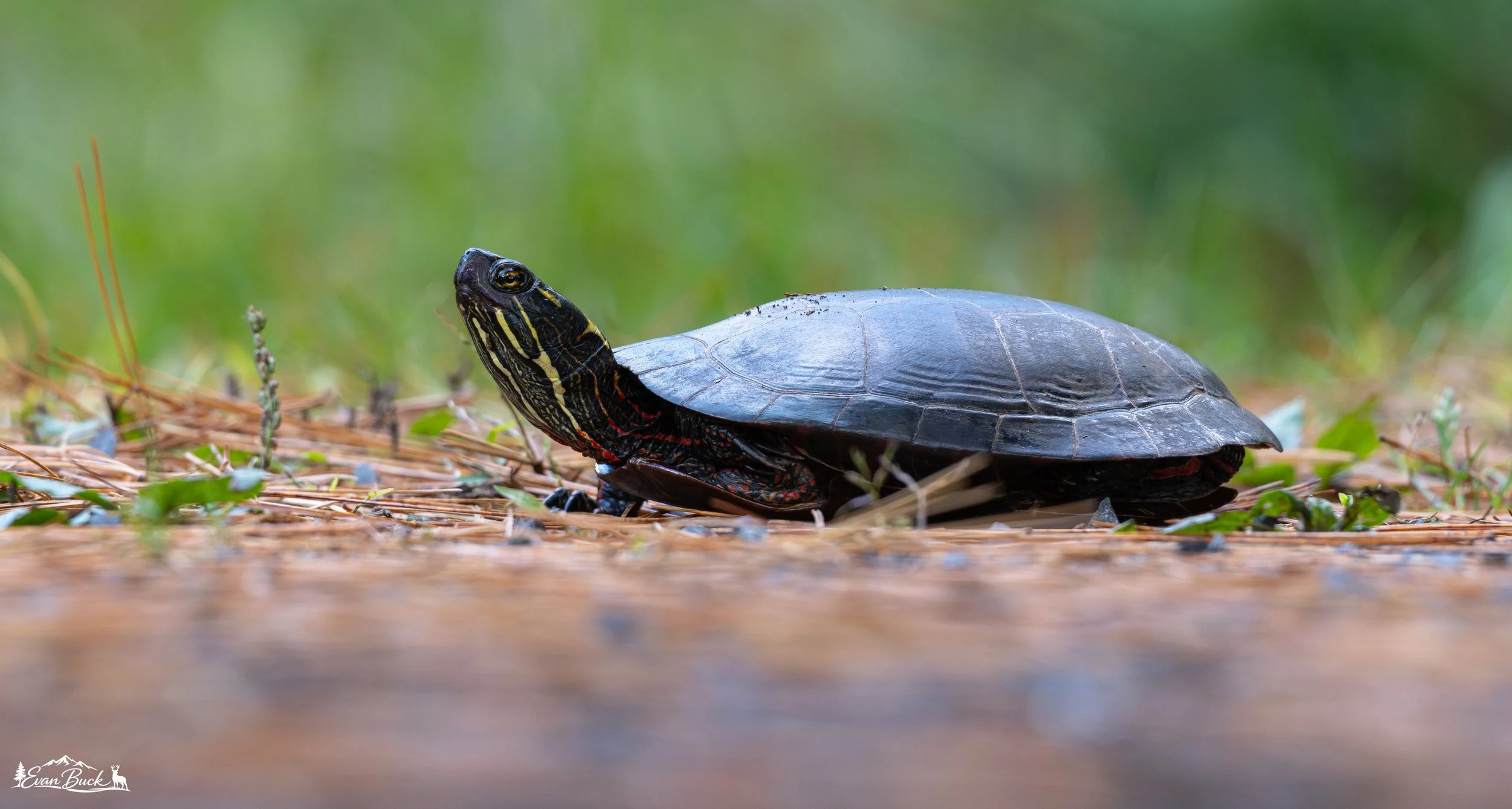 A turtle with a dark shell and yellow-striped head on a forest floor with pine needles and small green plants.