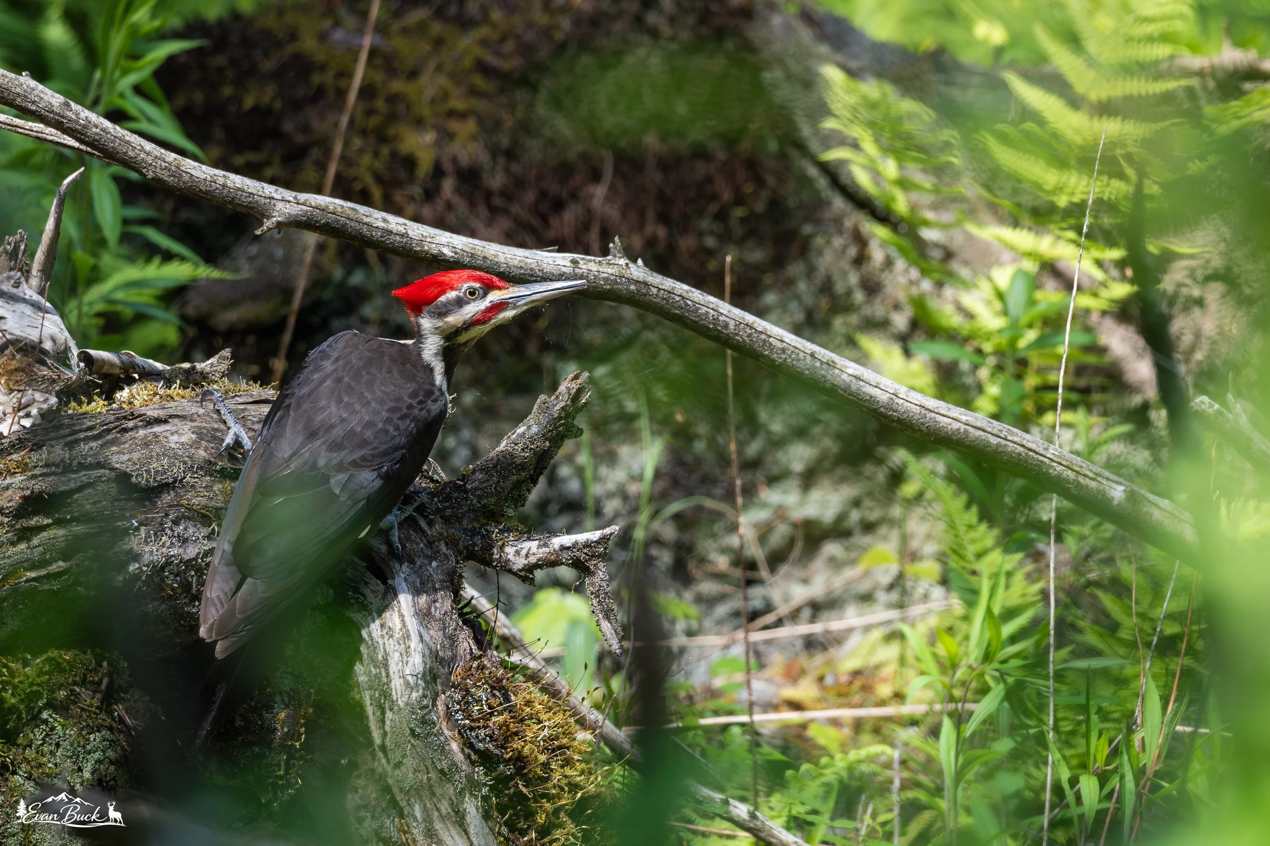 A pileated woodpecker perched on a fallen branch in a lush green forest near water.