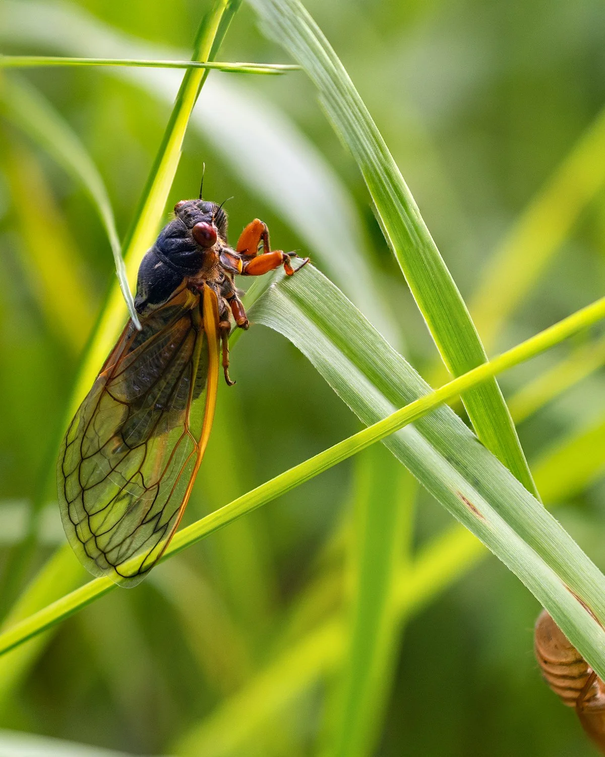 Full Size Cicada.jpg