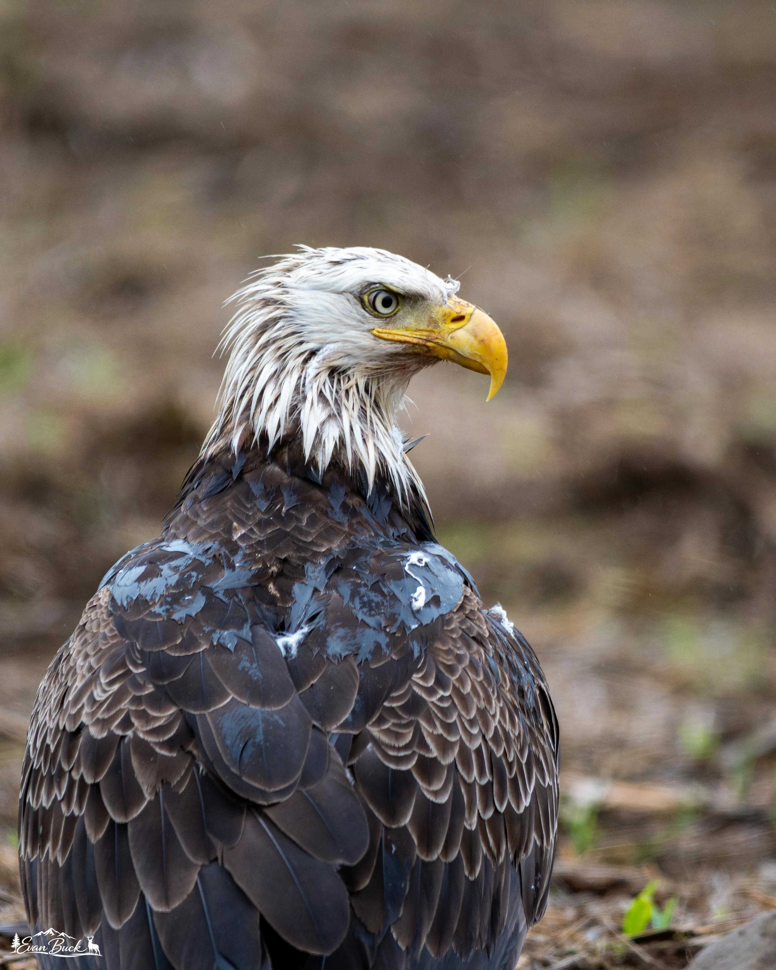 Close-up of a bald eagle with brown and white feathers, yellow beak, and piercing yellow eyes, standing on the ground.