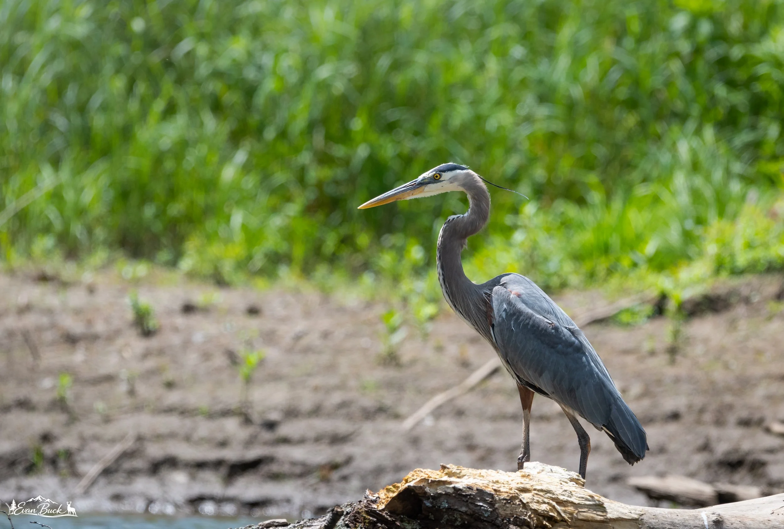 DSC_3849.jpg