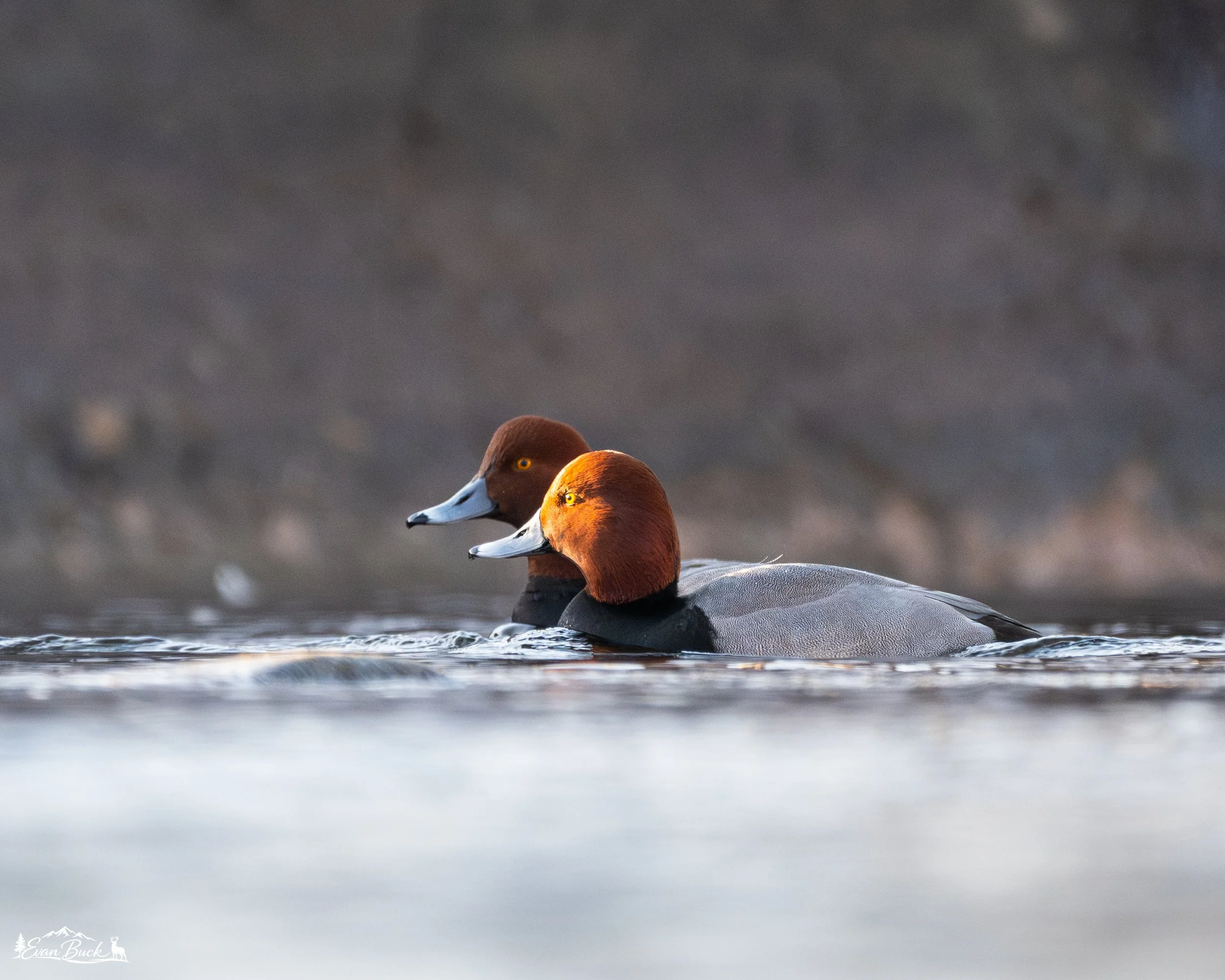 Two ducks swimming in the water with a blurred background.