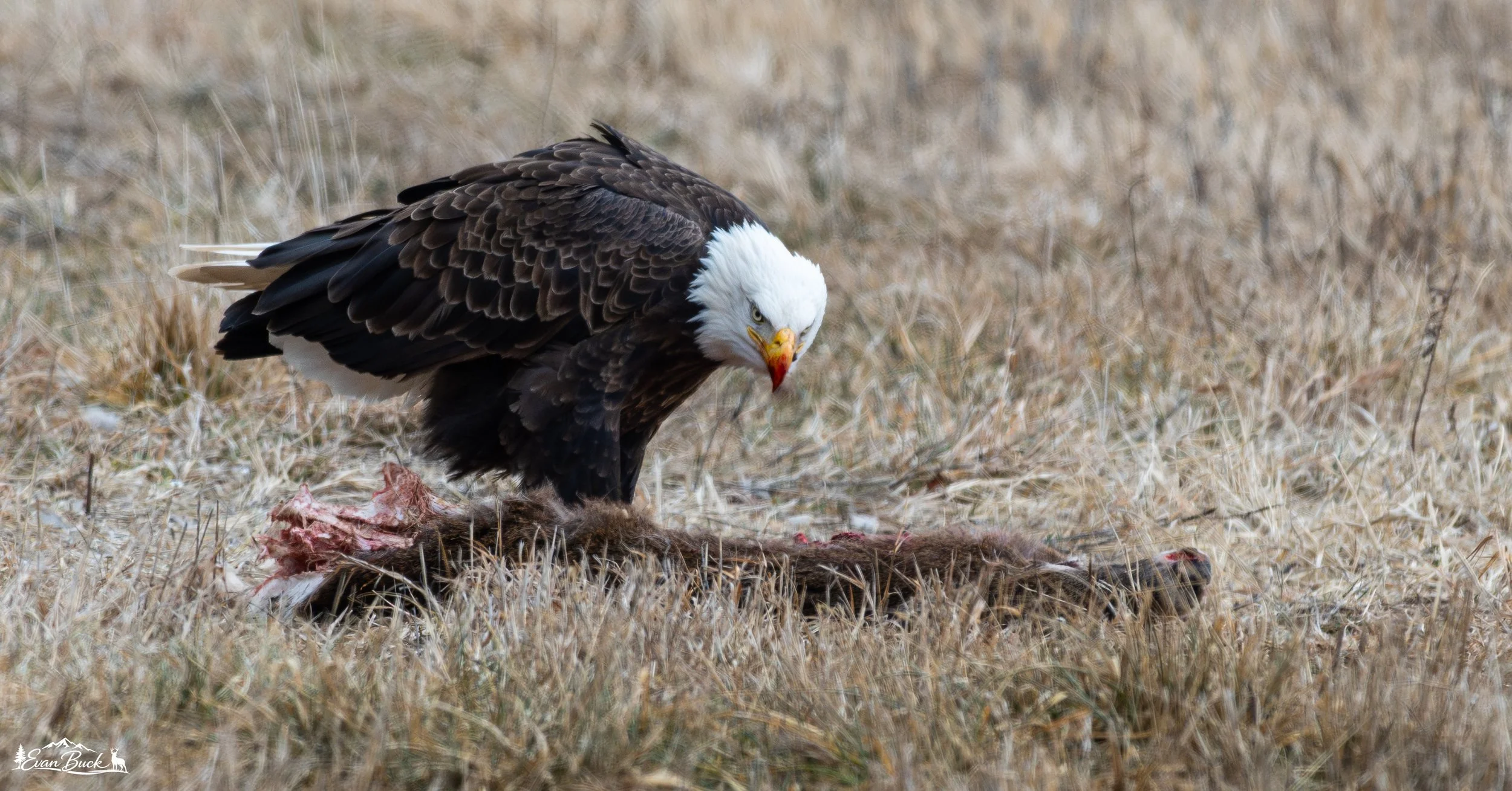 A bald eagle feeding on a carcass in a field with dry grass.