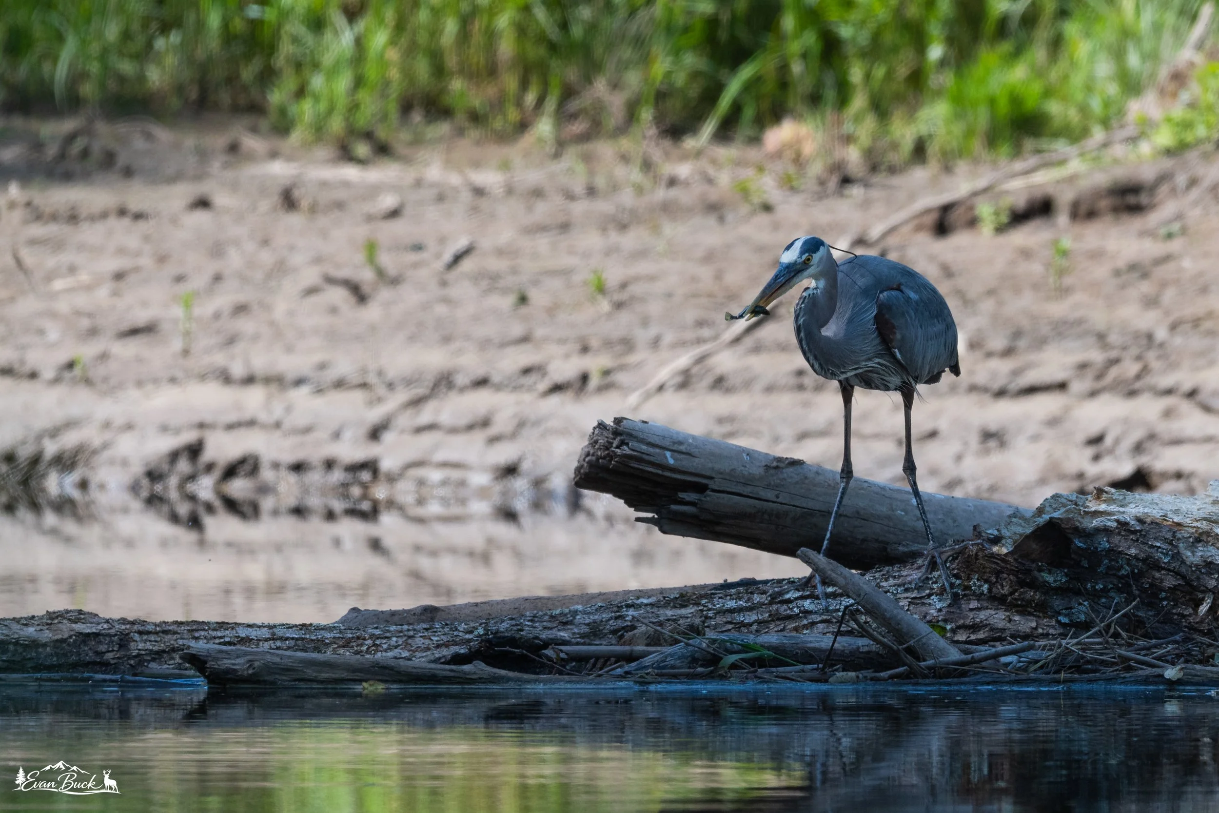 A heron standing on a log by a body of water, with a background of sandy ground and green vegetation.