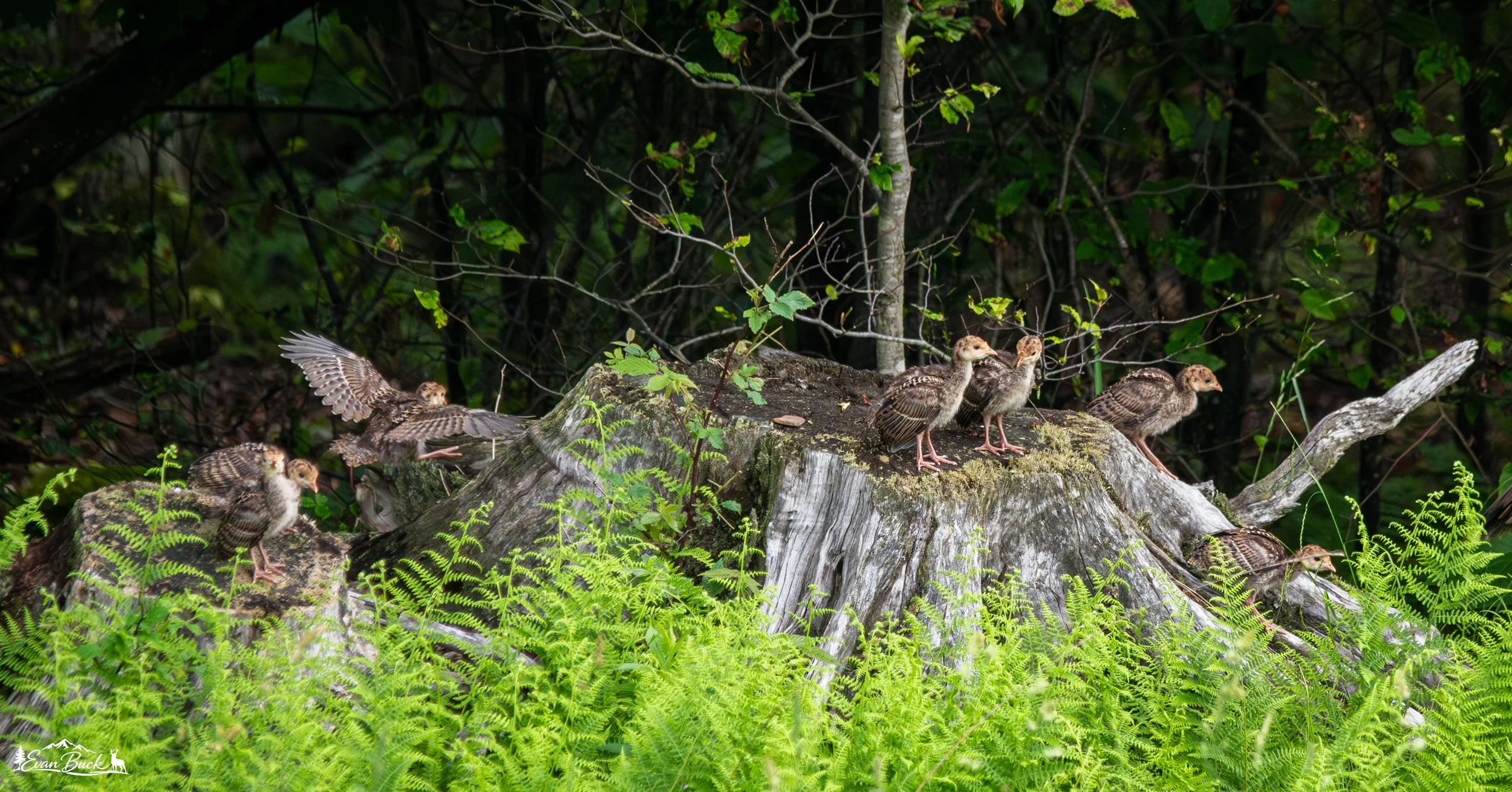 Seven small turkey poults perched on a rain-damaged tree stump amid green foliage, with one bird in mid-flight.
