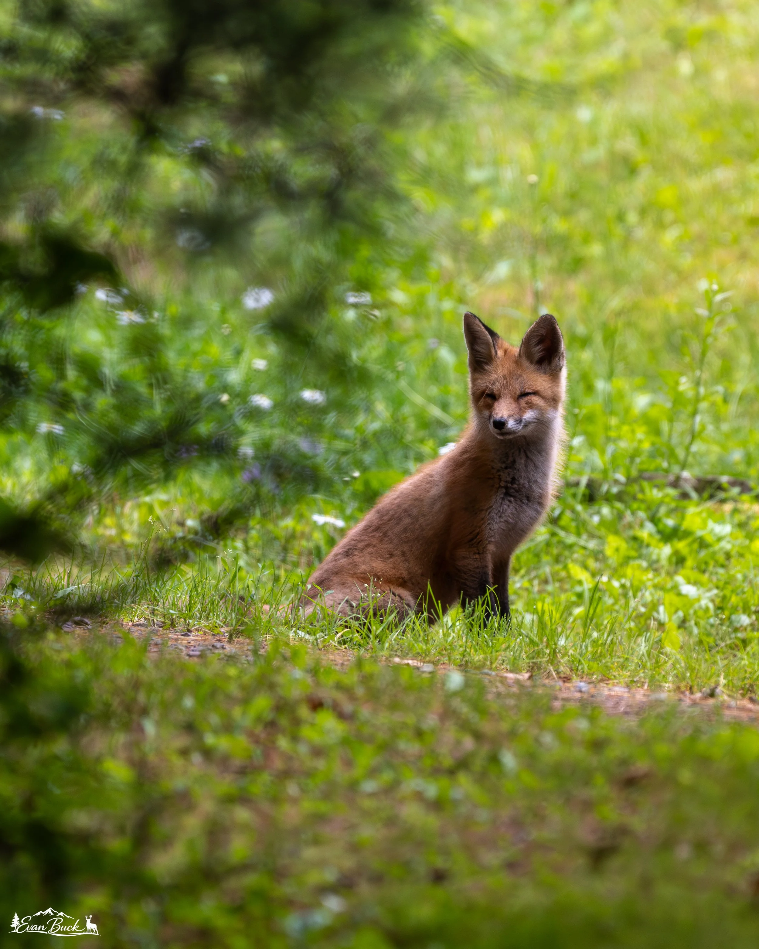 A fox sitting on green grass in a forest, with blurred foliage in the foreground.