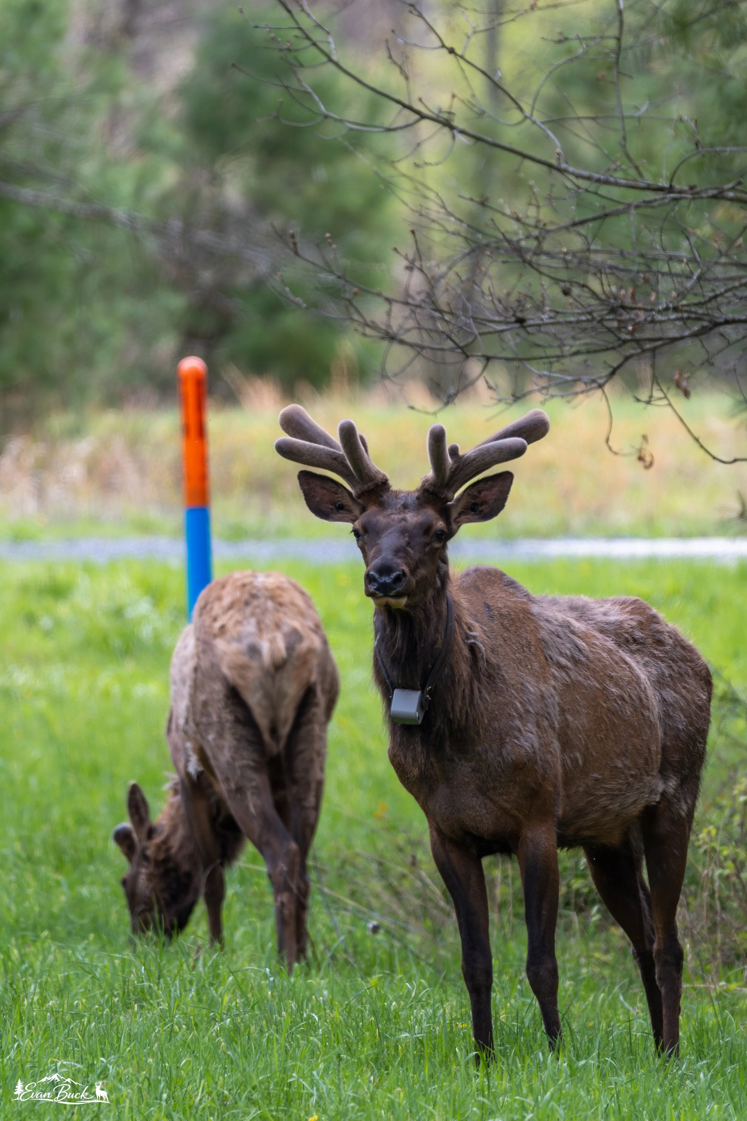 An elk grazing in a field.