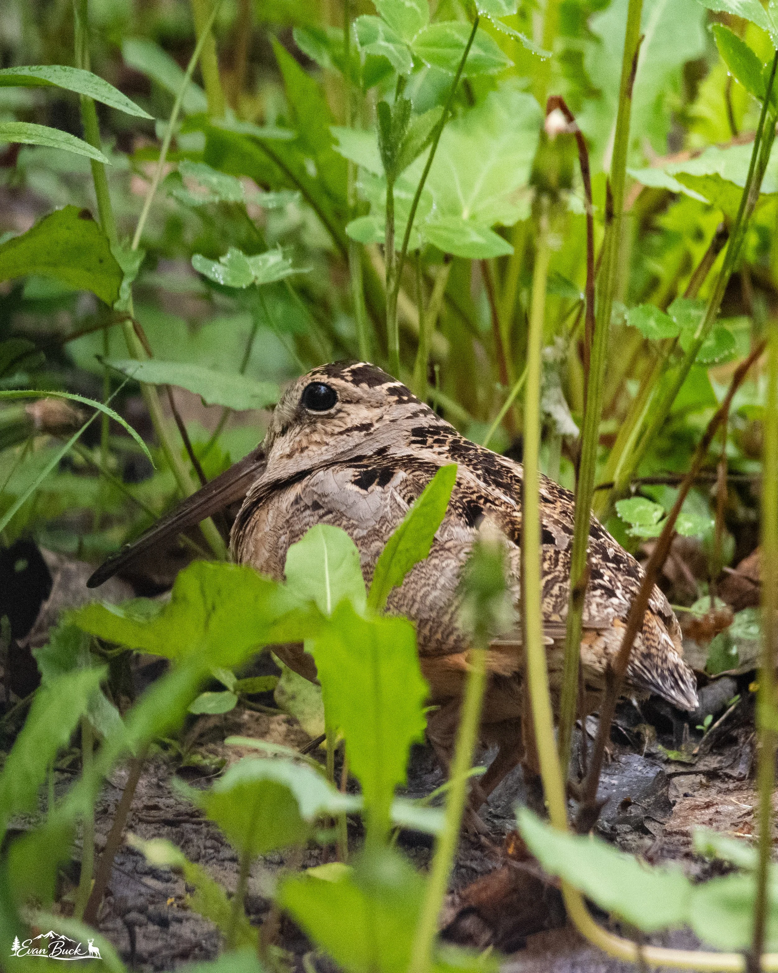 An American woodcock camouflaged in green foliage on the ground.