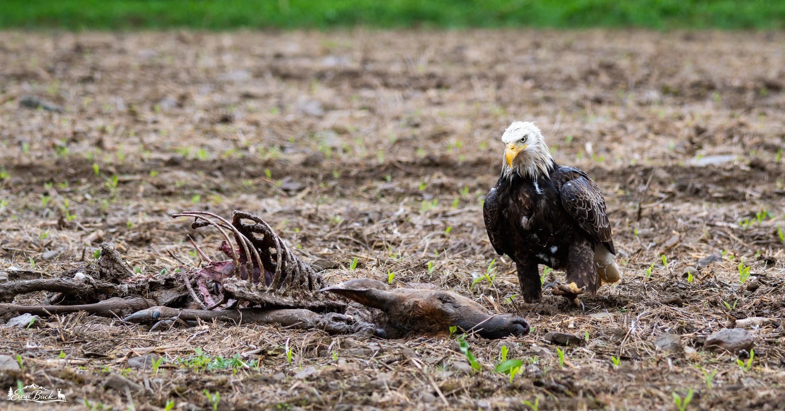 A dead animal's skeletal remains on the ground with an adult bald eagle standing nearby on a dirt field with small green plants.