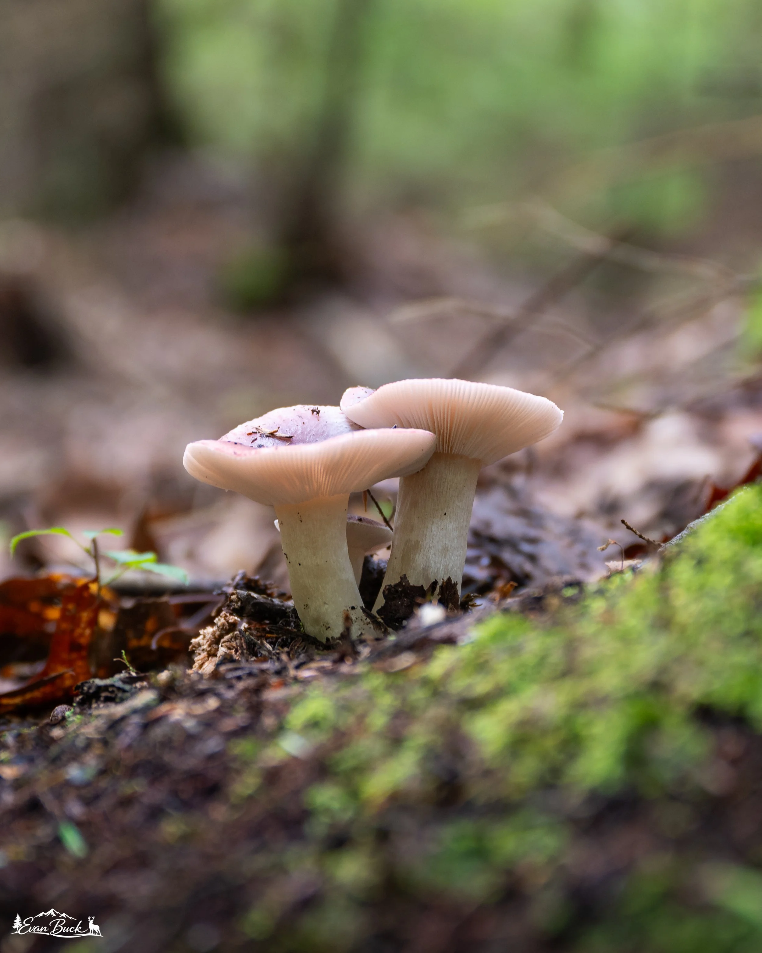 DSC_4200.jpg