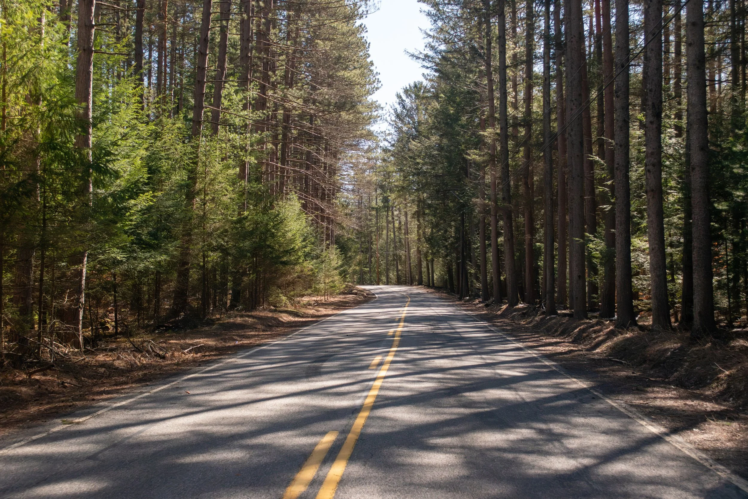 A winding rural road running through a dense forest with tall pine trees on both sides and dappled sunlight.