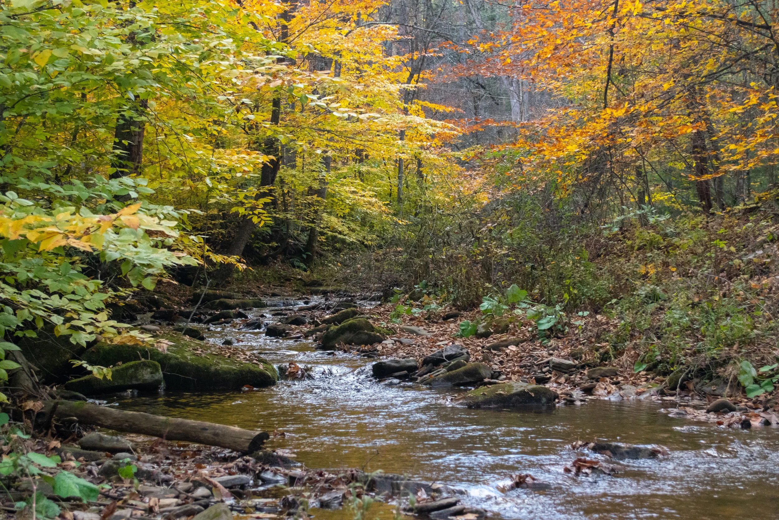 A small stream flowing through a forest with autumn-colored leaves on the trees.