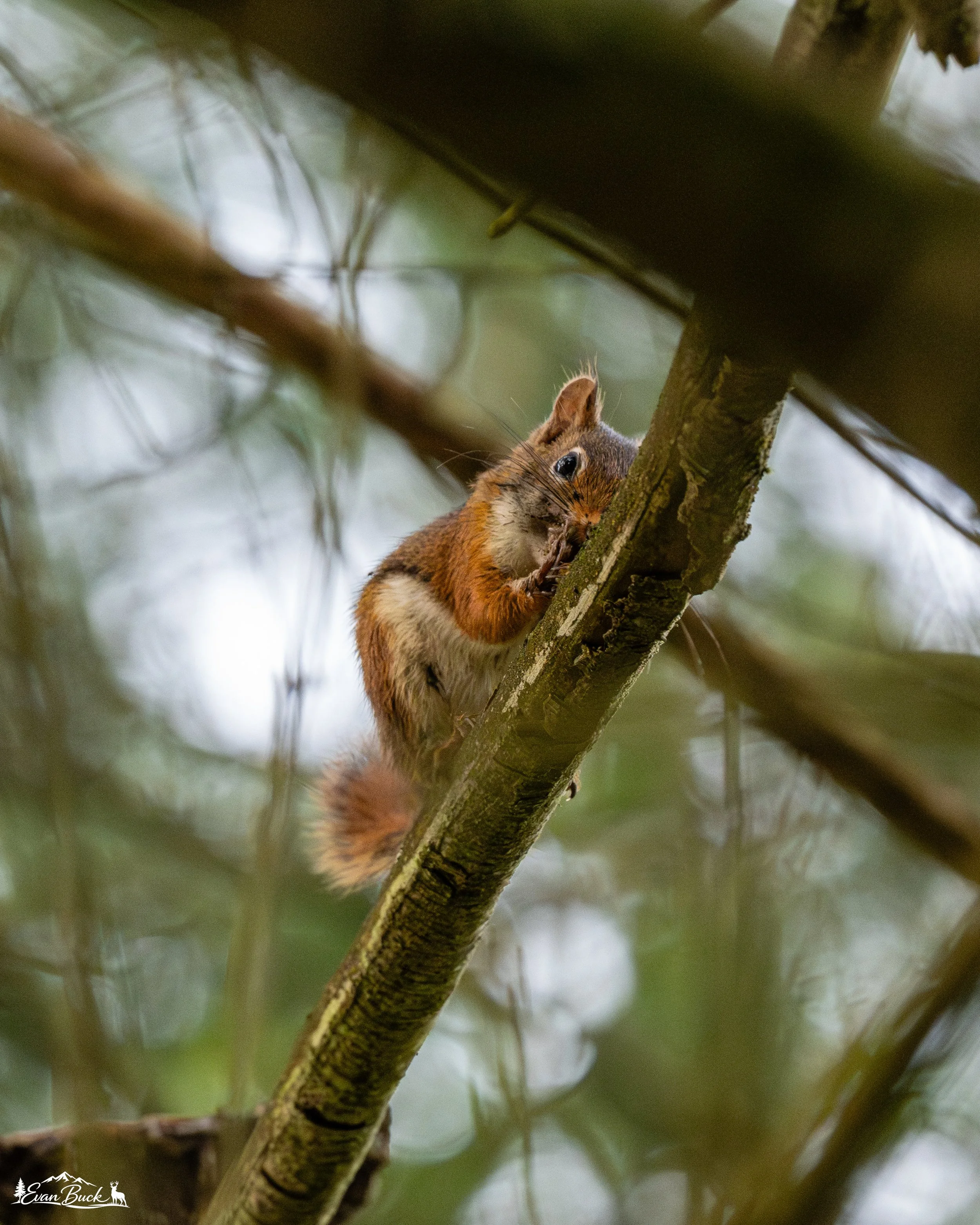 A squirrel sitting on a tree branch, eating something, surrounded by blurred tree branches and leaves.