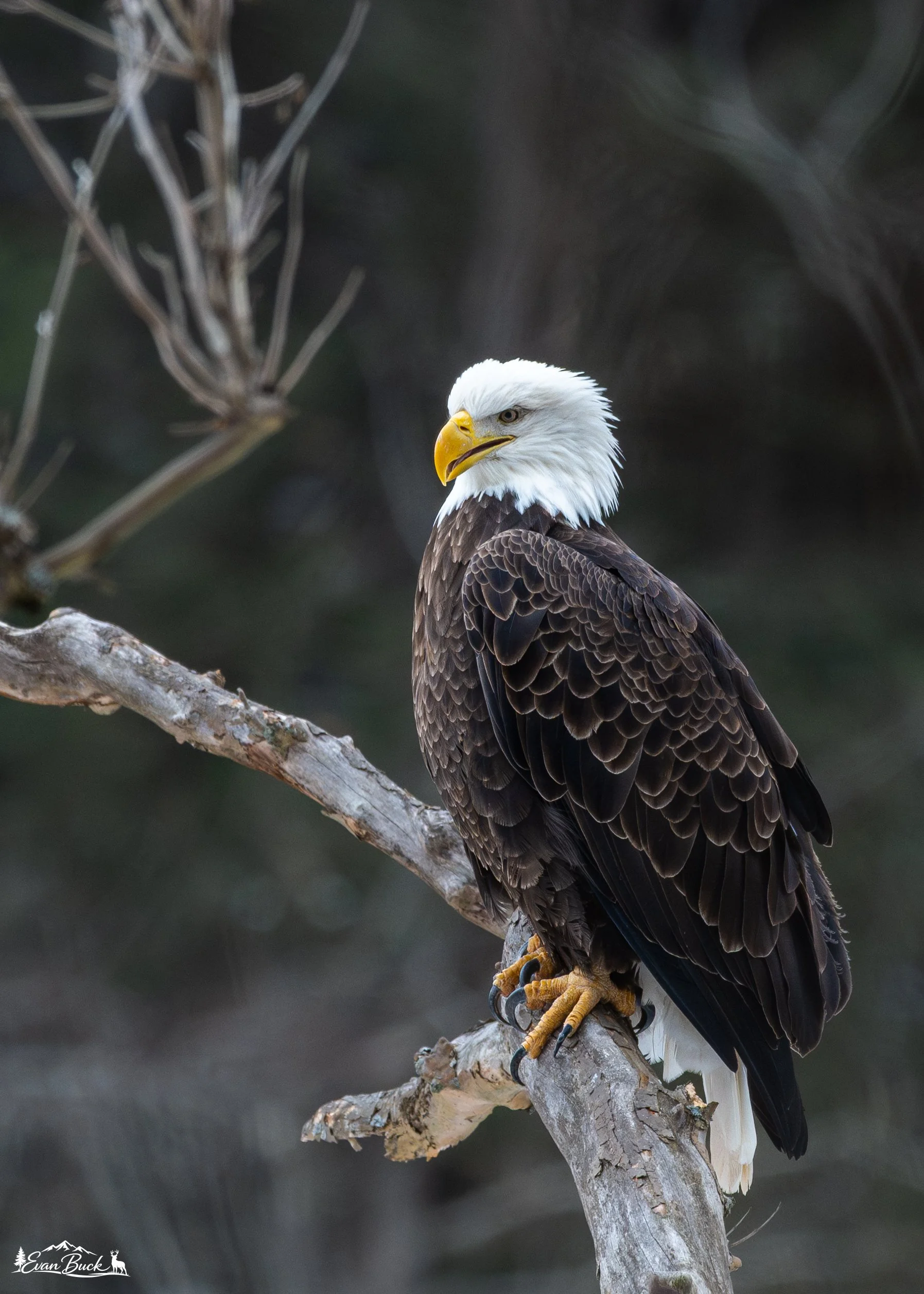 A bald eagle perched on a branch with a dark blurred background.